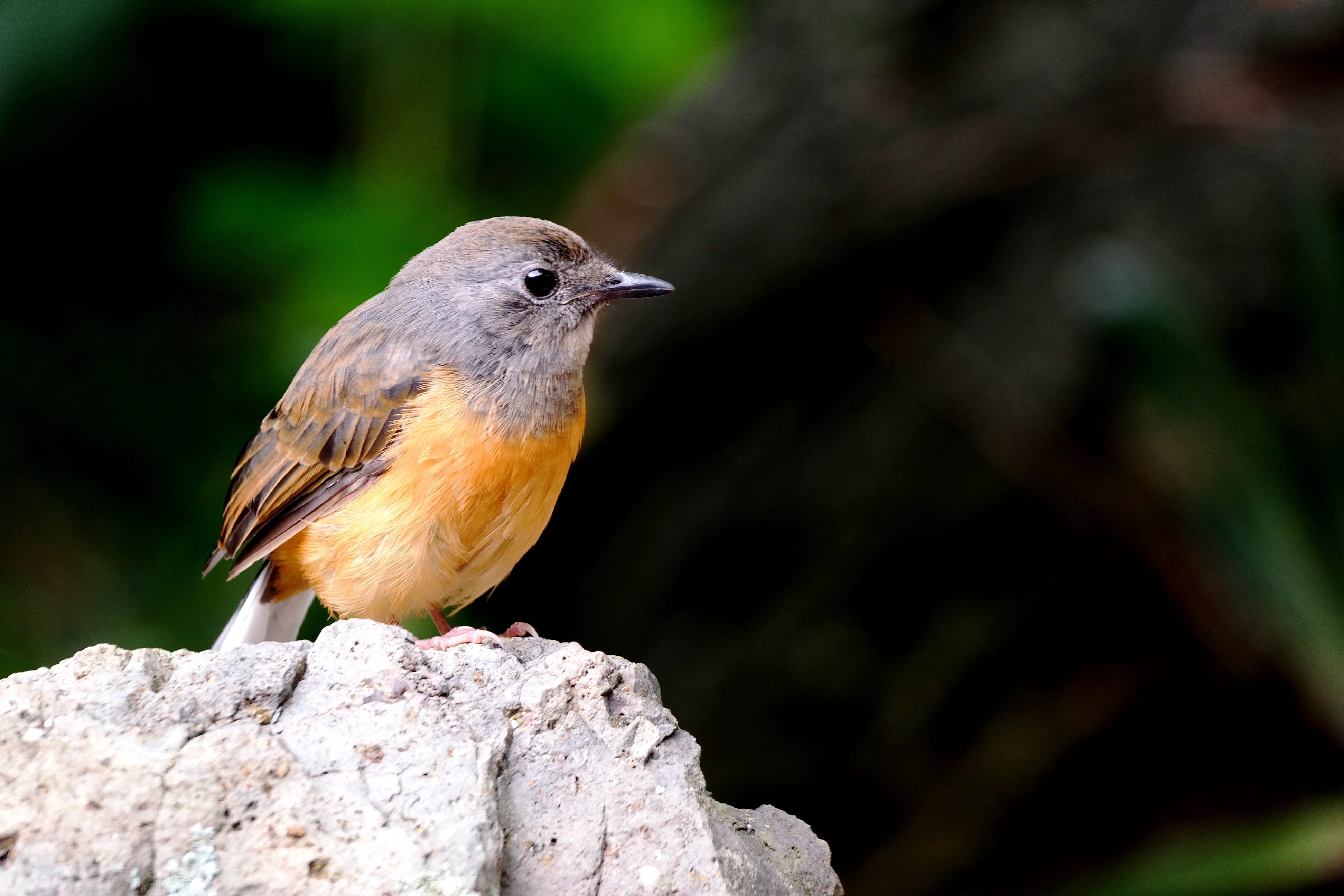 beauty in nature, bird, landscape, one animal, paradise, rock, close, orange, island, rock - object, outdoors, robin, hawaii, 4K, perching, nature, animals in the wild, HD Wallpaper