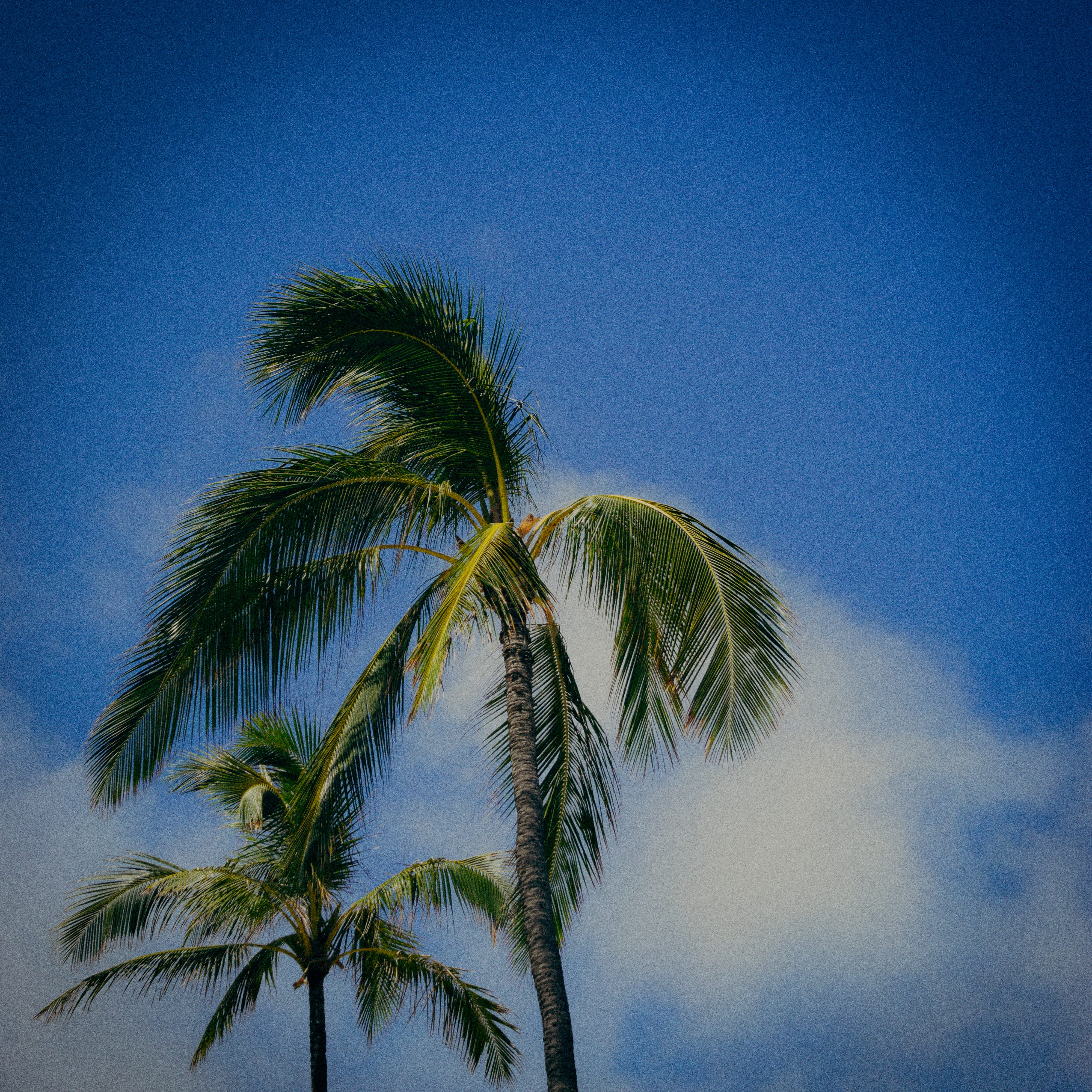 colors, water, growth, trees, palm, scenics - nature, 4K, leaf, tranquility, united states, day, beauty in nature, palm leaf, holiday, hanauma bay, blue, Phone HD Wallpaper