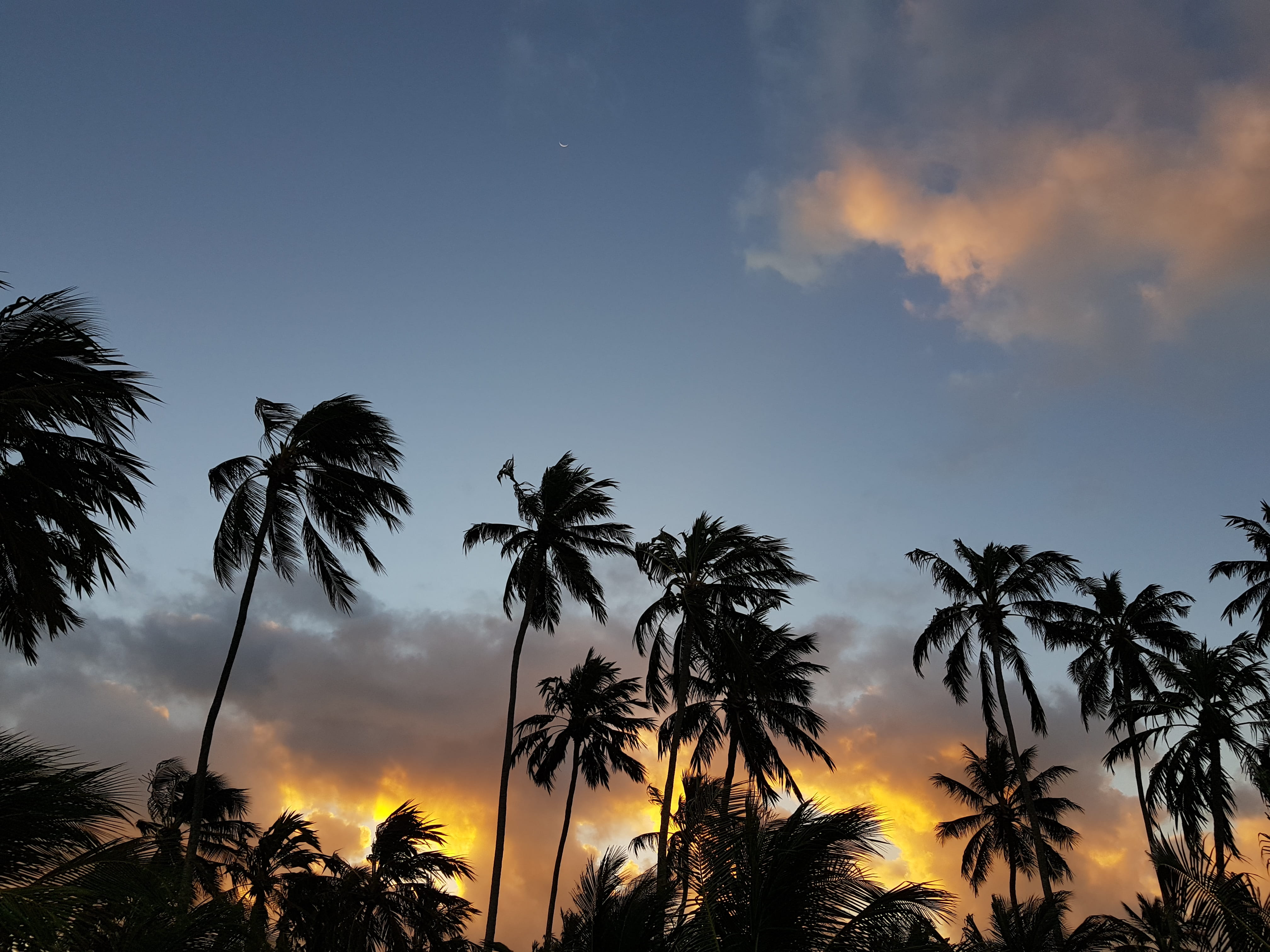 tropical climate, tranquil scene, no people, best sunset, low angle view, romantic sky, plant, tranquility, 4K, landscape, growth, idyllic, brasil, tree, HD Wallpaper