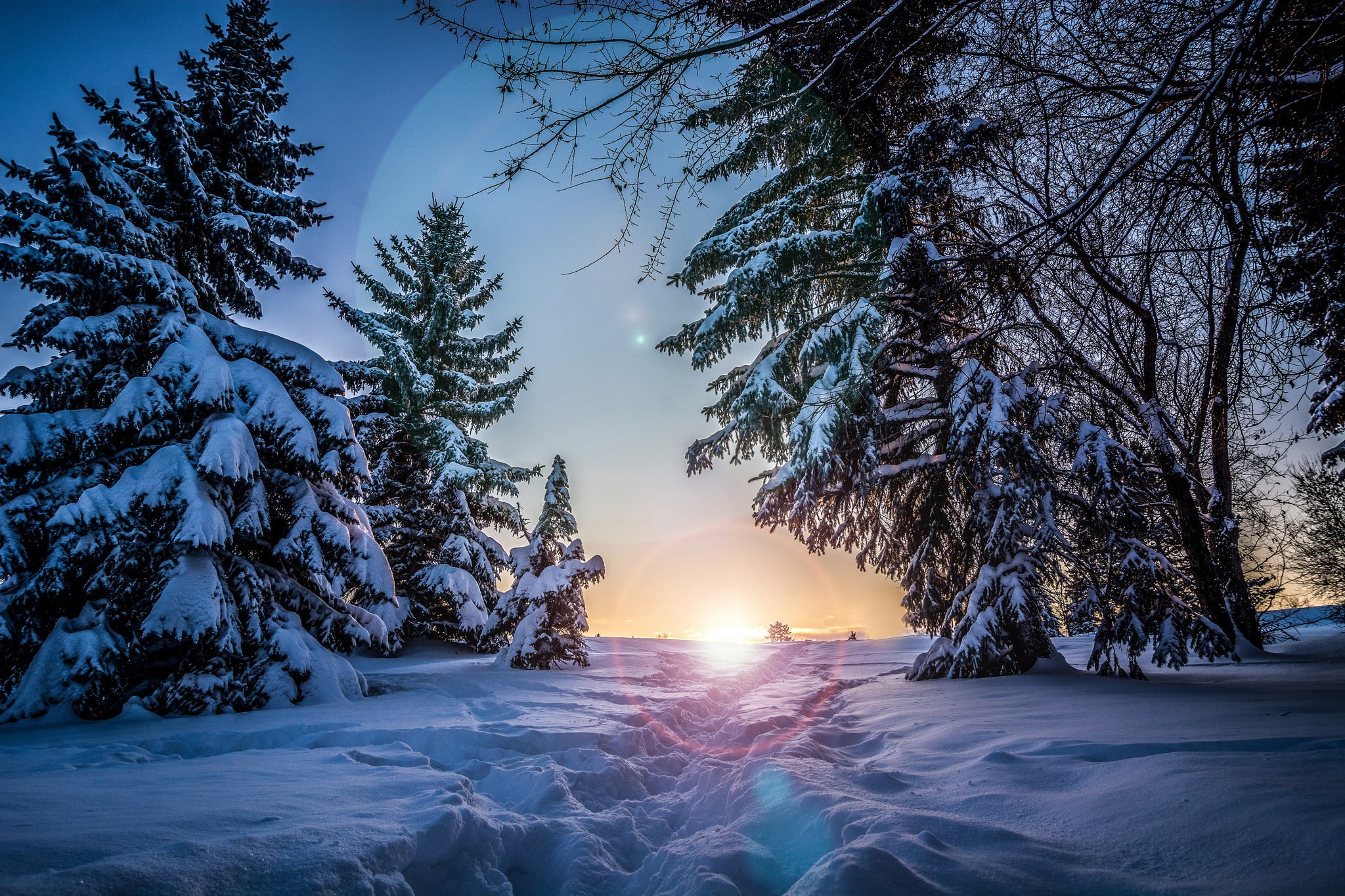 sun, spruce, snow, trees, Sunset, 1080P, evening, s, winter, pine, Best s, HD Wallpaper