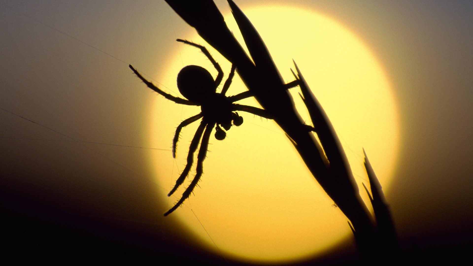 1080P, silhouettes, spiders, insects, scotland, best, sunset, HD Wallpaper