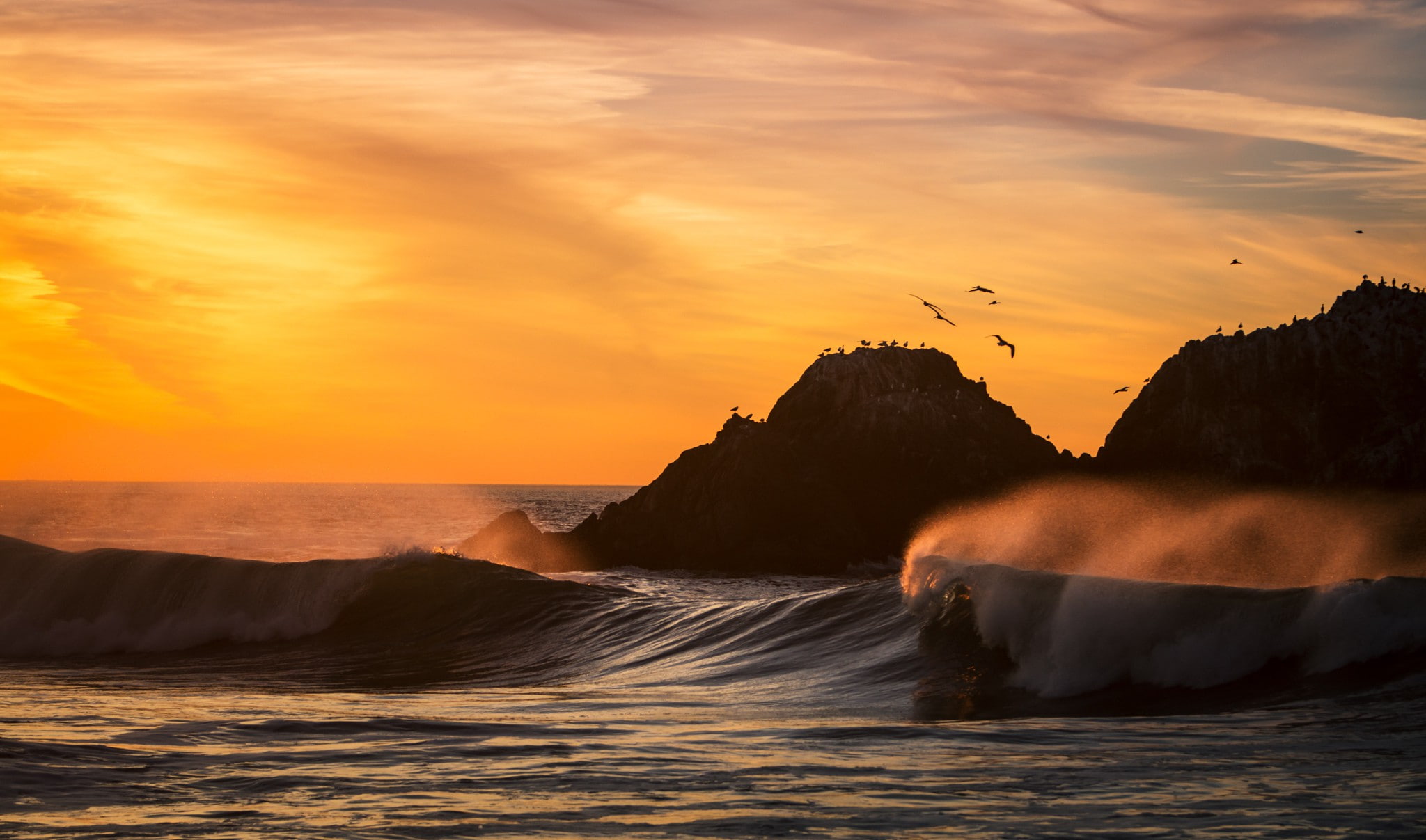Ocean, Birds, California, hd, Best s, s, 1080P, San Francisco, francisco, Sunset, san, HD Wallpaper