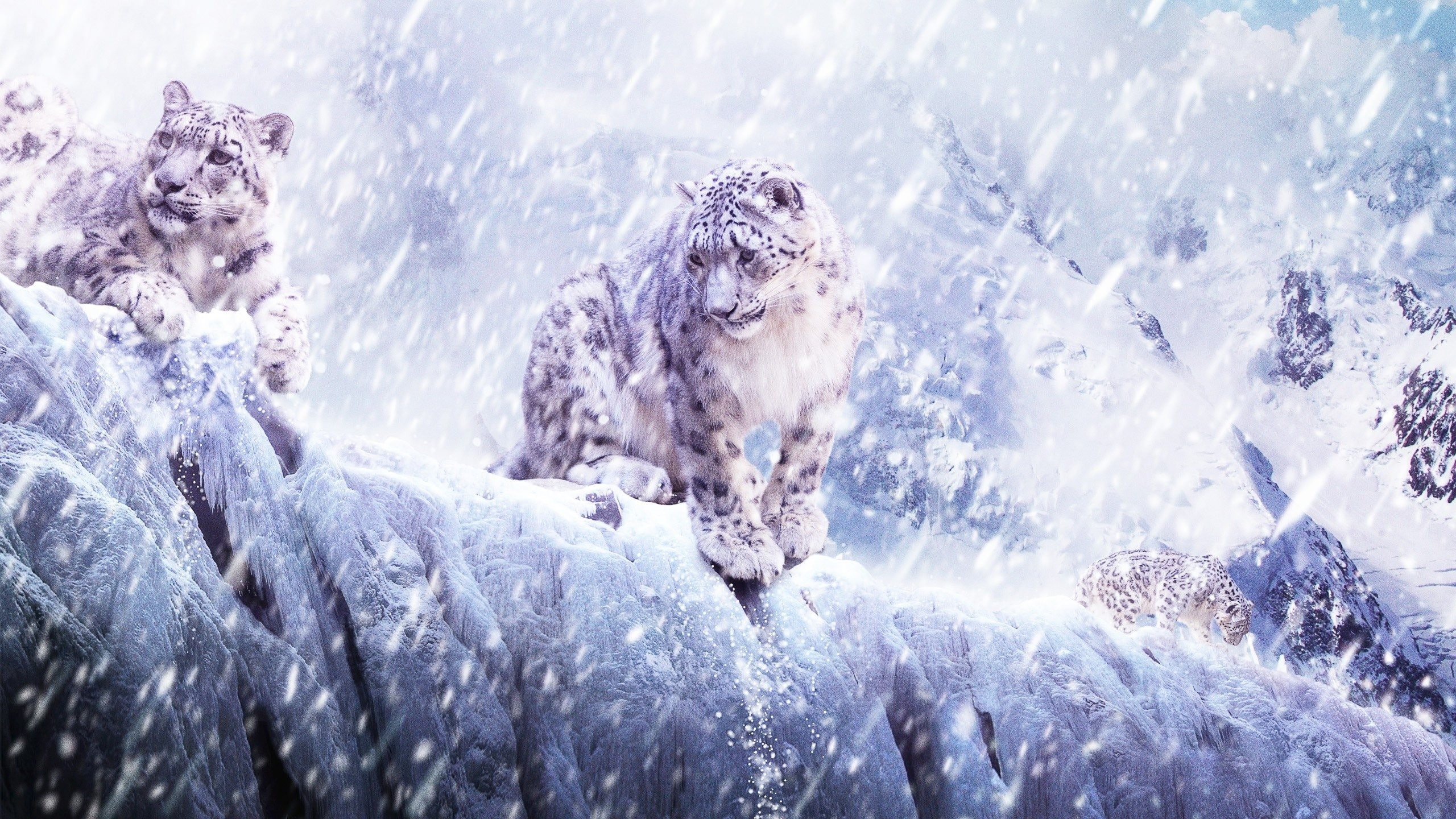 BEST, widescreen, Animal, background, awesome, paper, 2K, snow, desktop, Leopards, 2560x1440, HD Wallpaper