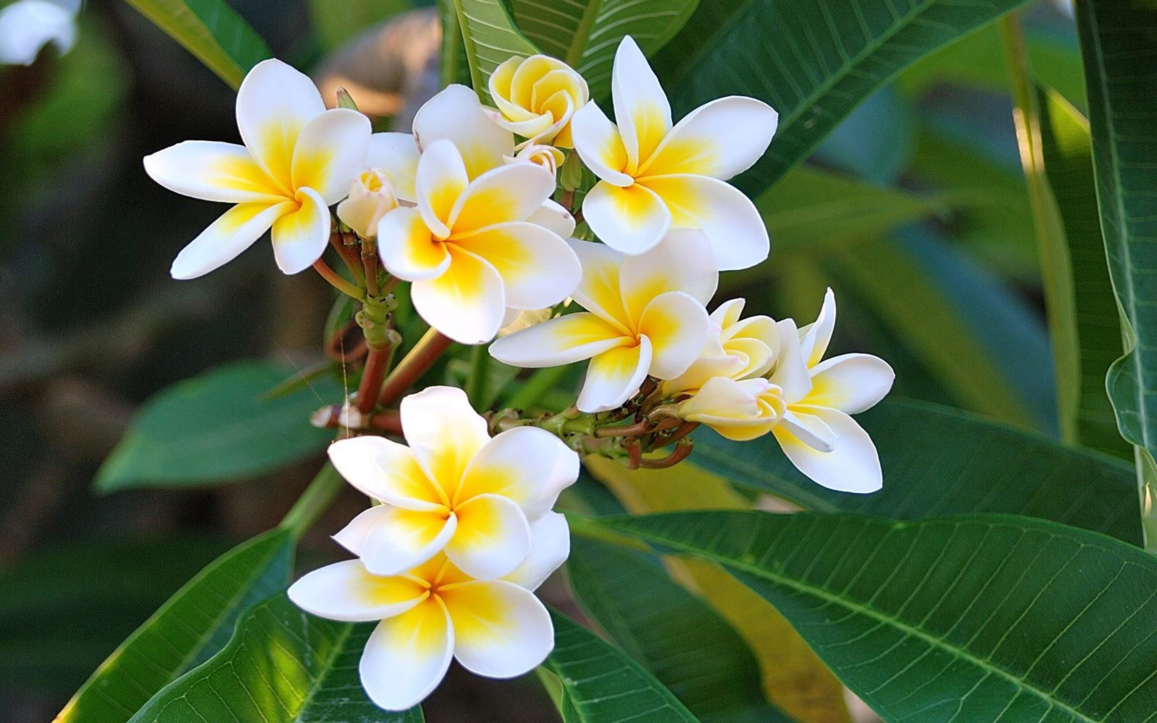 close-up, frangipani, day, no people, hawai, flower head, tropical, leaf, 4K, flowering plant, nature, white color, plumeria, white, pollen, plant, freshness, HD Wallpaper