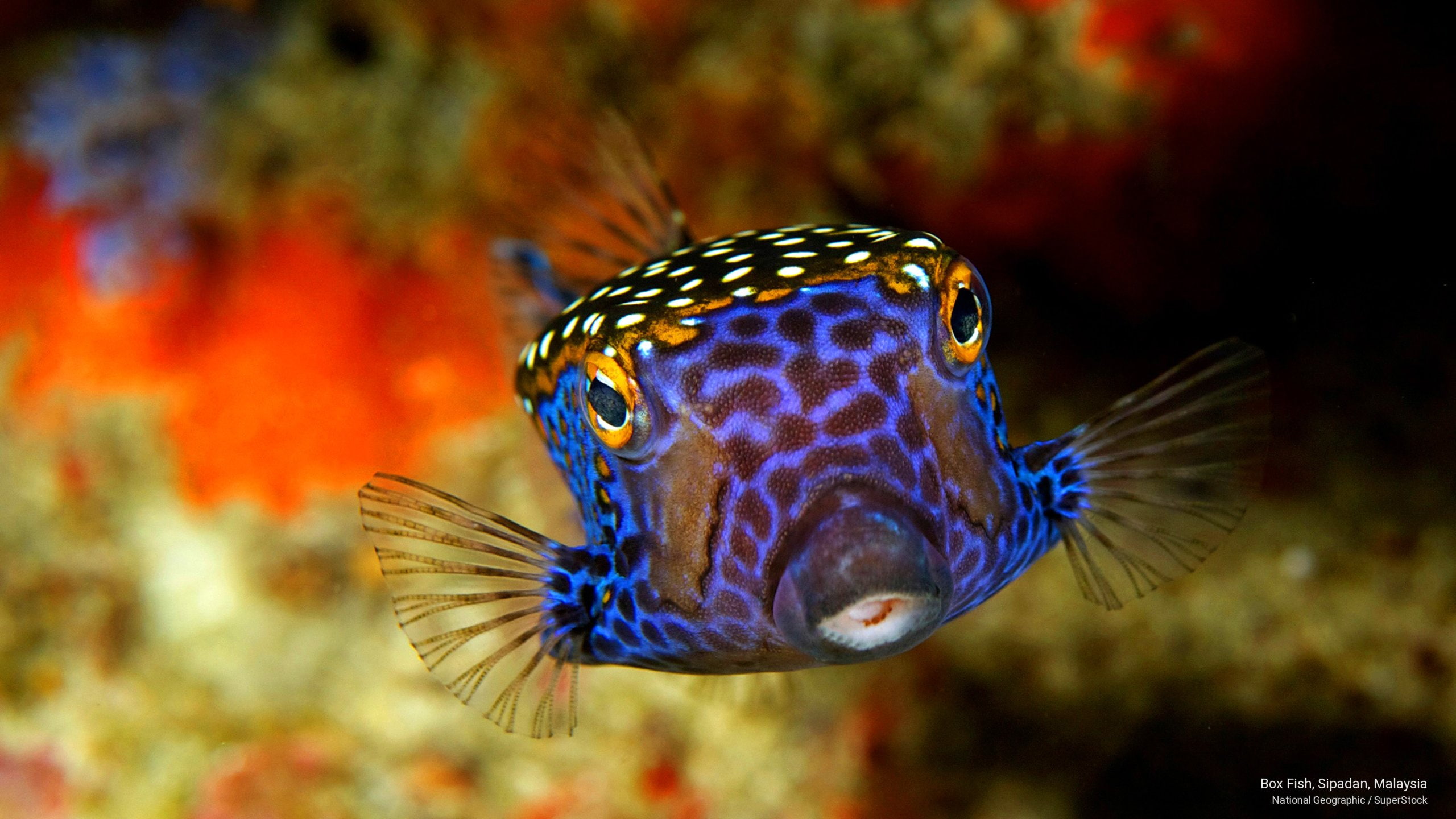 2K, sipadan, box, malaysia, fish, Ocean Life, HD Wallpaper
