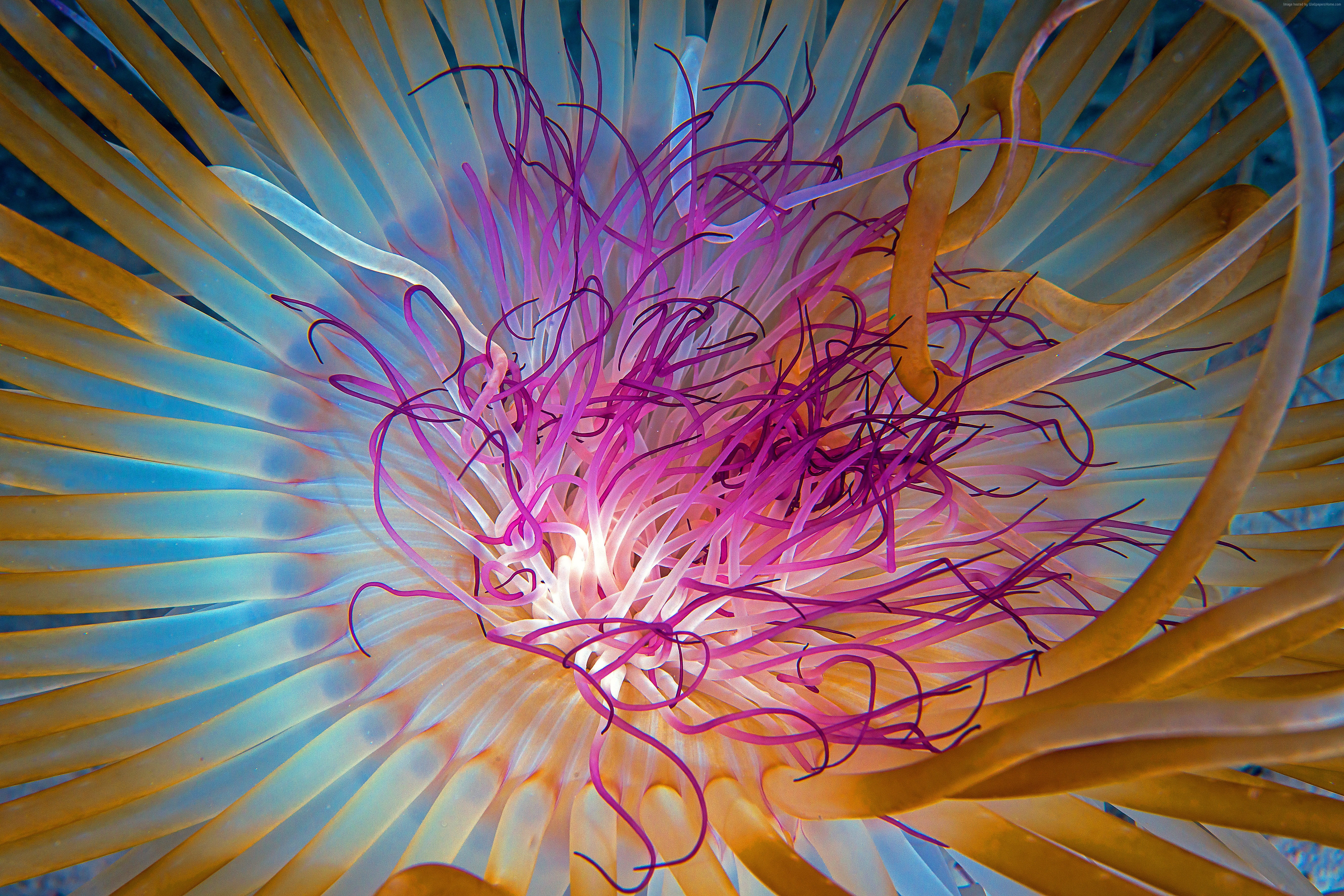 Atlanta, animal, blue, multi colored, water, beauty in nature, invertebrate, animal wildlife, growth, tourism, 4k, no people, 5k, Indian Ocean, HD, marine, HD Wallpaper