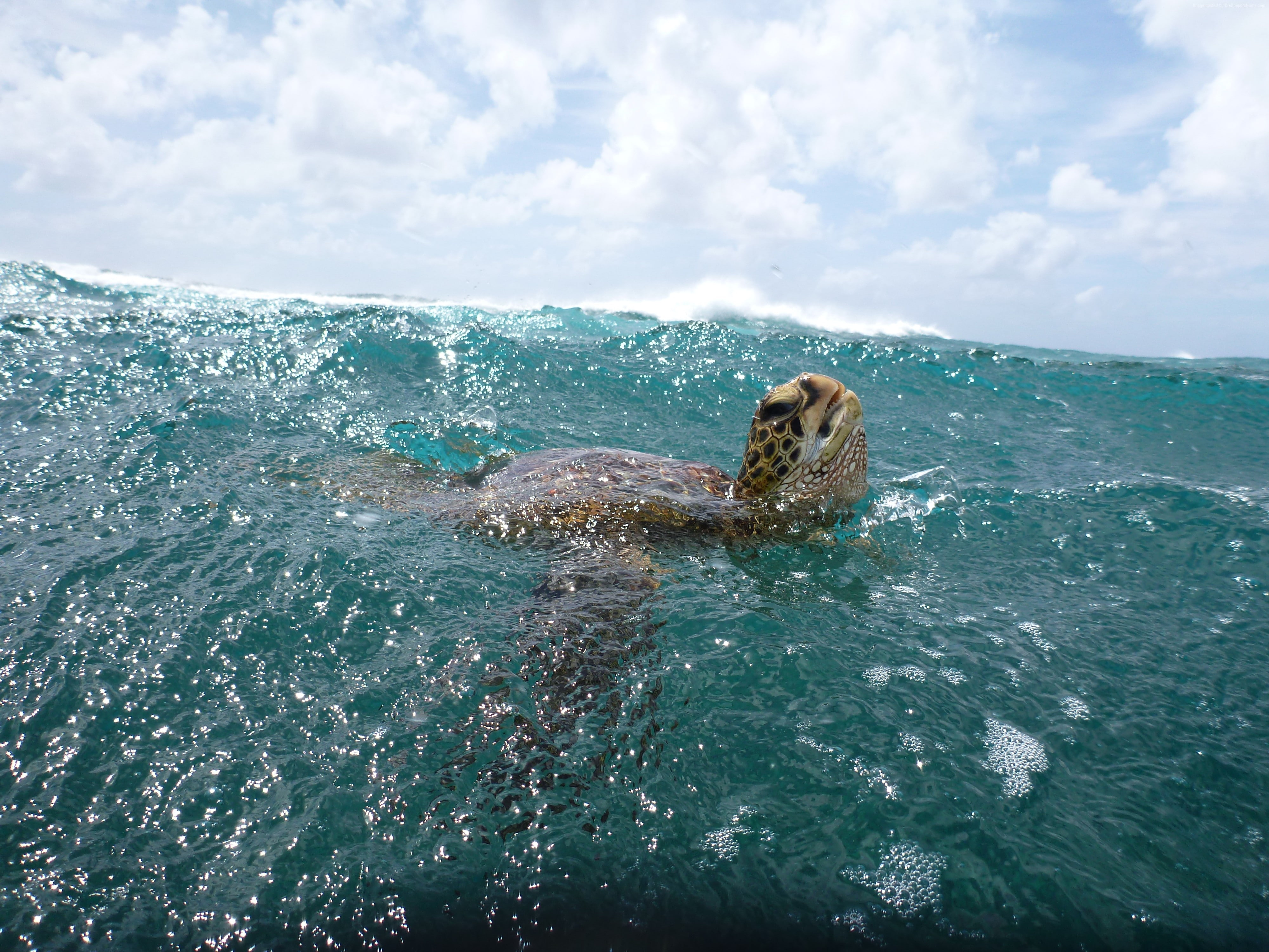 surfing, animal themes, vertebrate, cloud - sky, Worlds best diving sites, mammal, ocean, animal wildlife, sky, clouds, non-urban scene, Malaysia, scenics - nature, HD Wallpaper