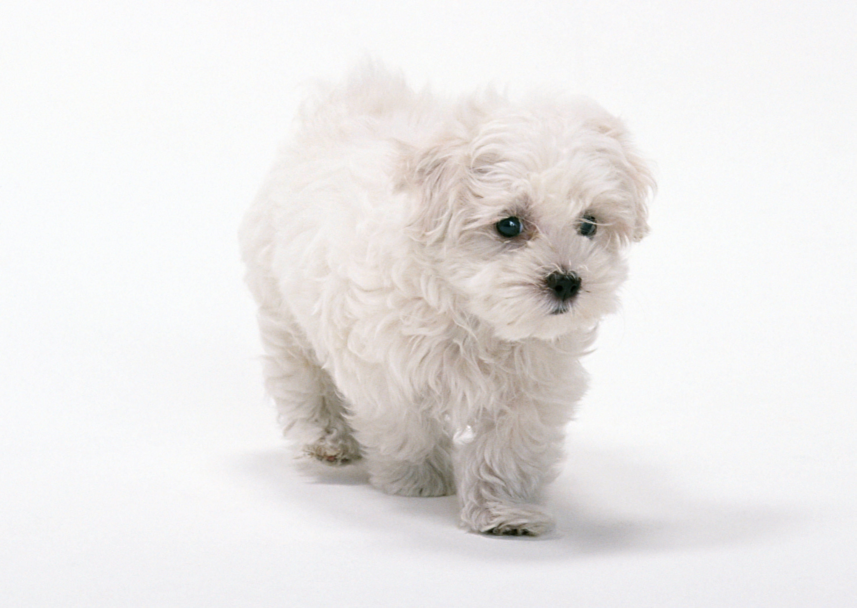 domestic Animals, studio Shot, sitting, maltese, indoors, animal themes, looking, dog, small, one Animal, animal Hair, obedience, puppy, canine, fluffy, HD Wallpaper