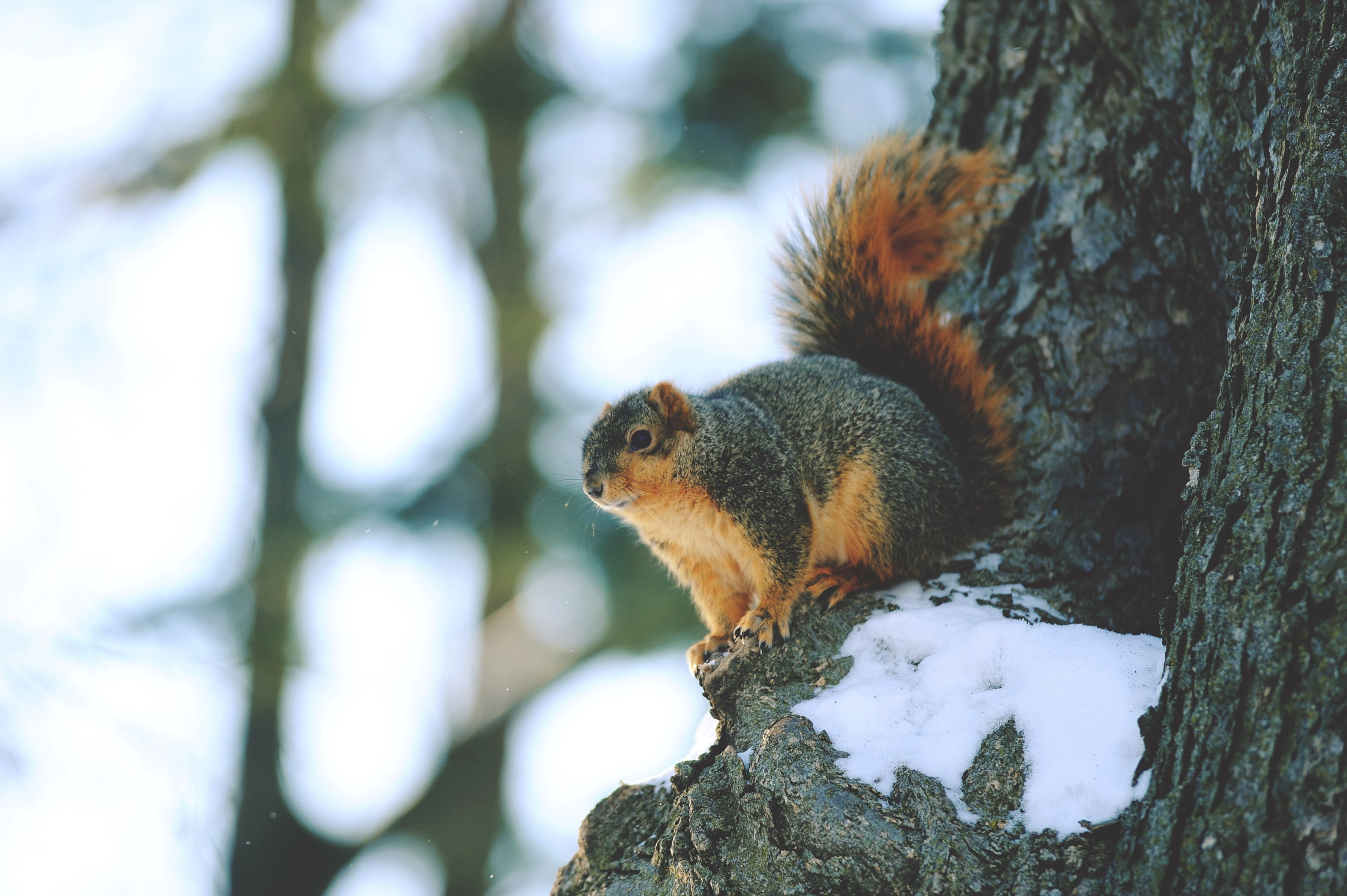 branch, plant, mammal, no people, focus on foreground, tree trunk, 4K, animal themes, nature, outdoors, trunk, side view, day, animal wildlife, vertebrate, HD Wallpaper
