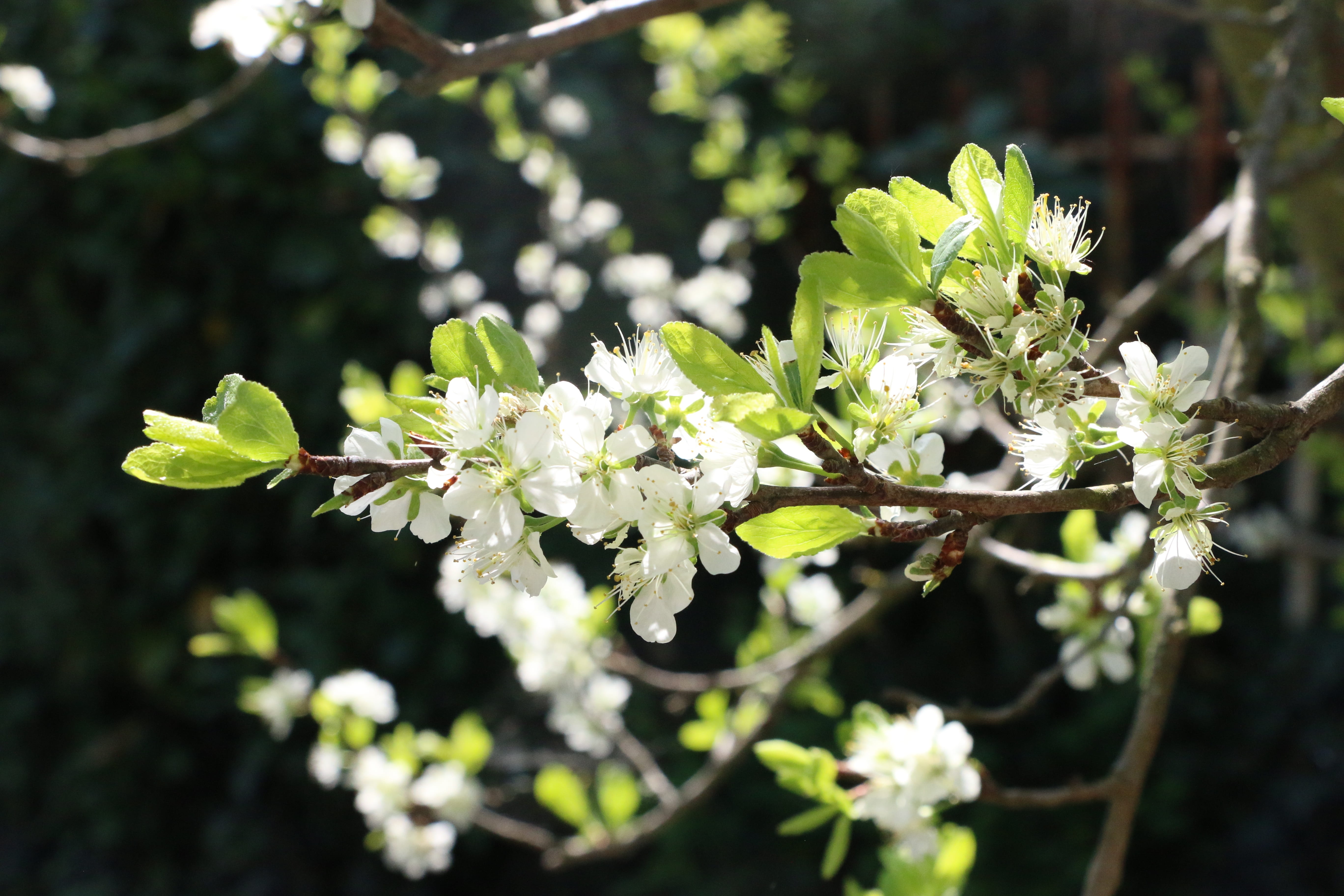 no people, vulnerability, 5K, italy, bianca, day, blossom, tree, faye, plant part, flower head, petals, branches, sunlight, nature, campaign, leaves, fragility, HD Wallpaper