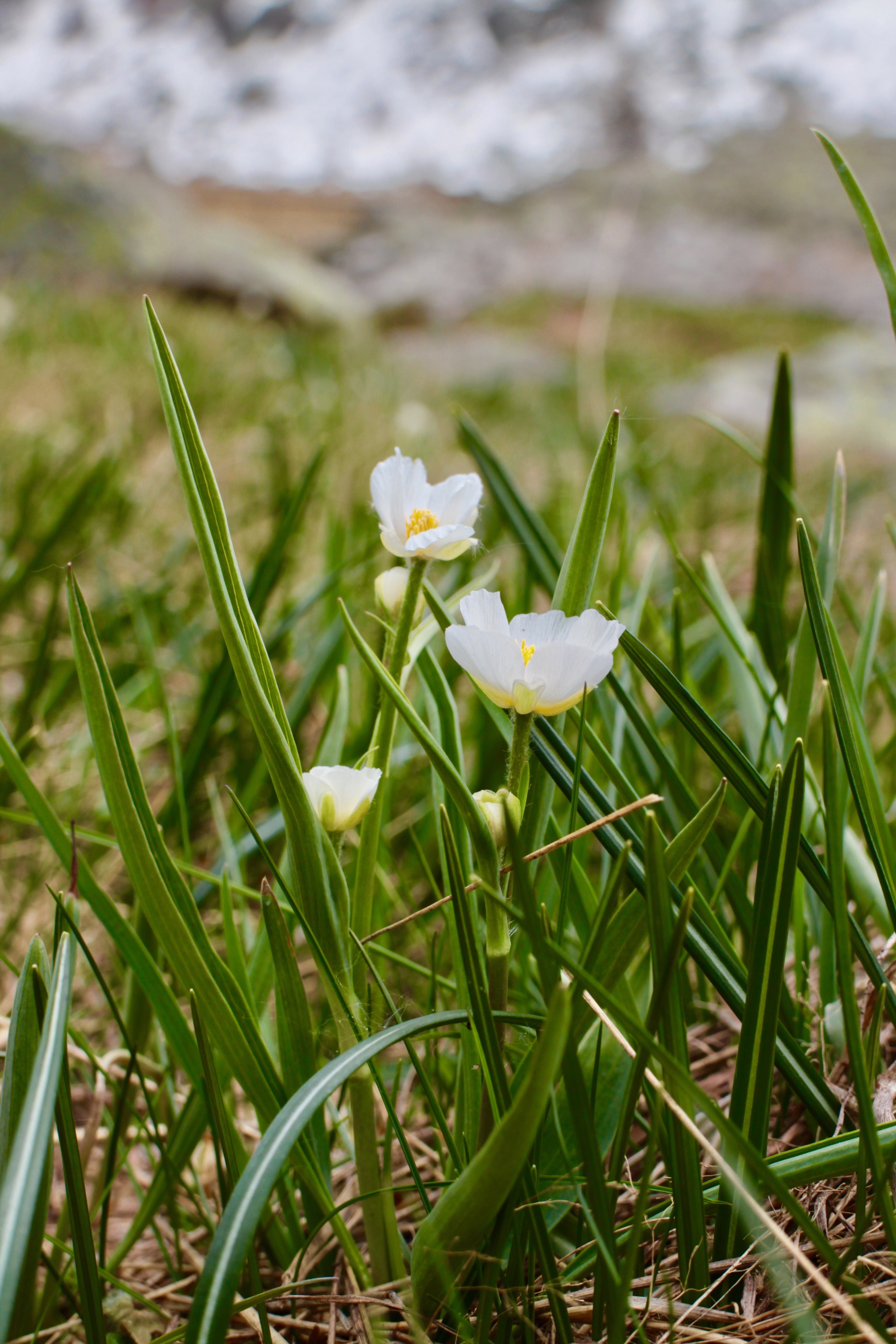 flower, freshness, blade of grass, petals, grass, 5K, flower head, beauty in nature, petal, land, prato, flowers, close-up, vulnerability, no people, flowering plant, Phone HD Wallpaper