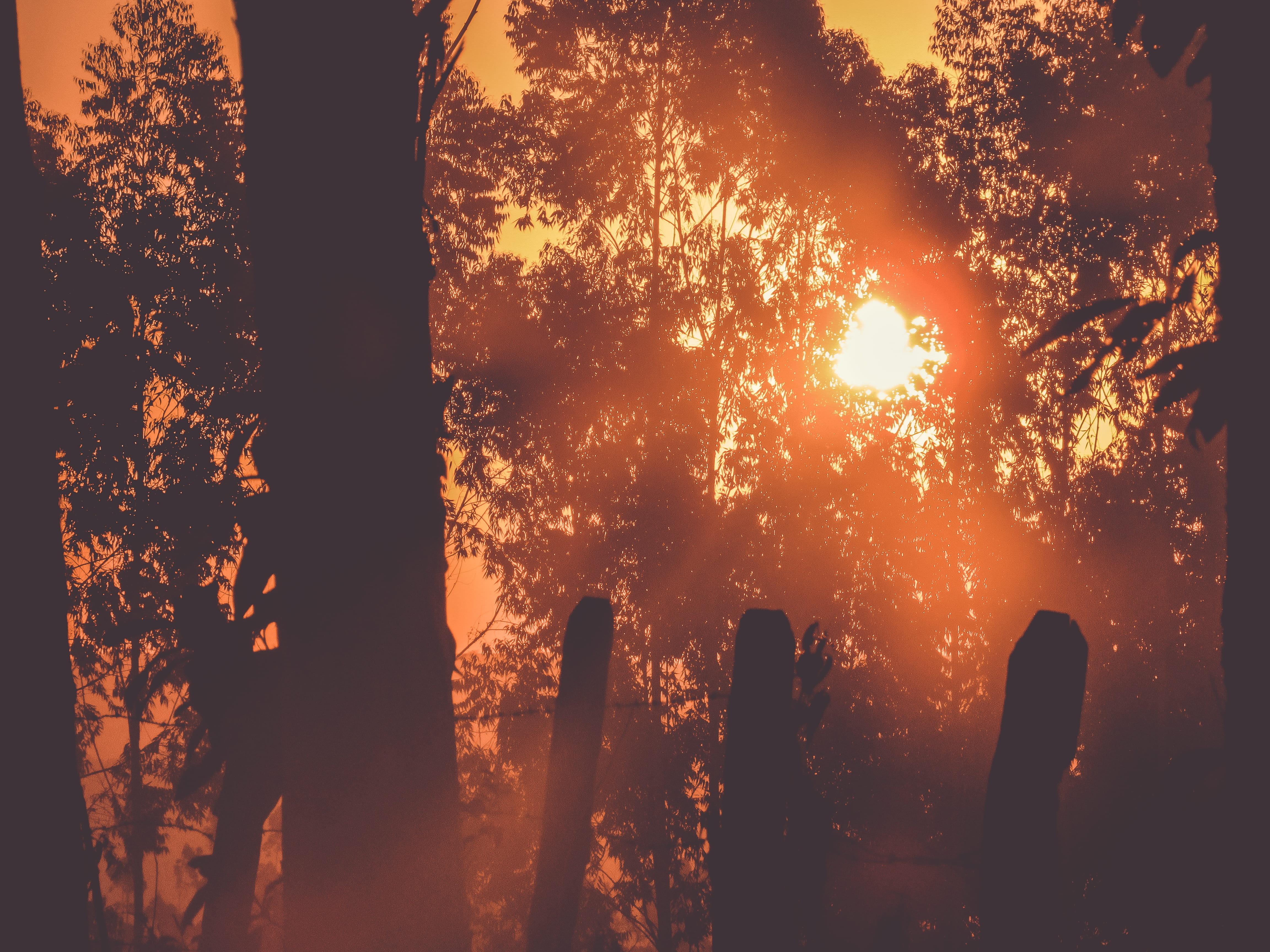 scenics - nature, no people, brazil, 4K, trees, growth, tranquility, orange color, outdoors, sun, sunrise, sunset, sky, sunlight, land, silhouette, beauty in nature, HD Wallpaper