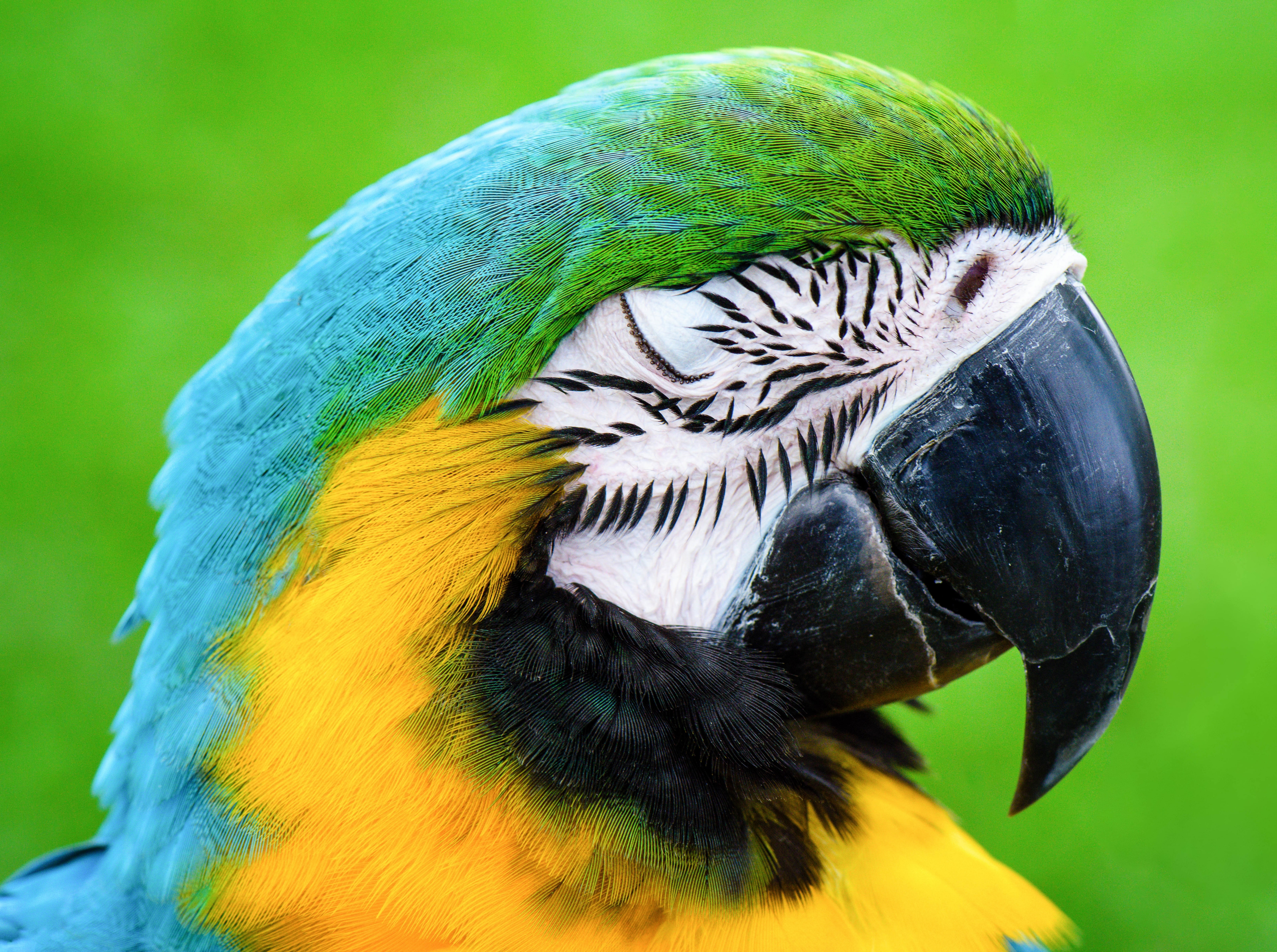 Animals, no people, multi colored, one animal, outdoors, green color, animal themes, nikon, vertebrate, ClosedEyes, closed, 5K, animal wildlife, Breeds, HD Wallpaper