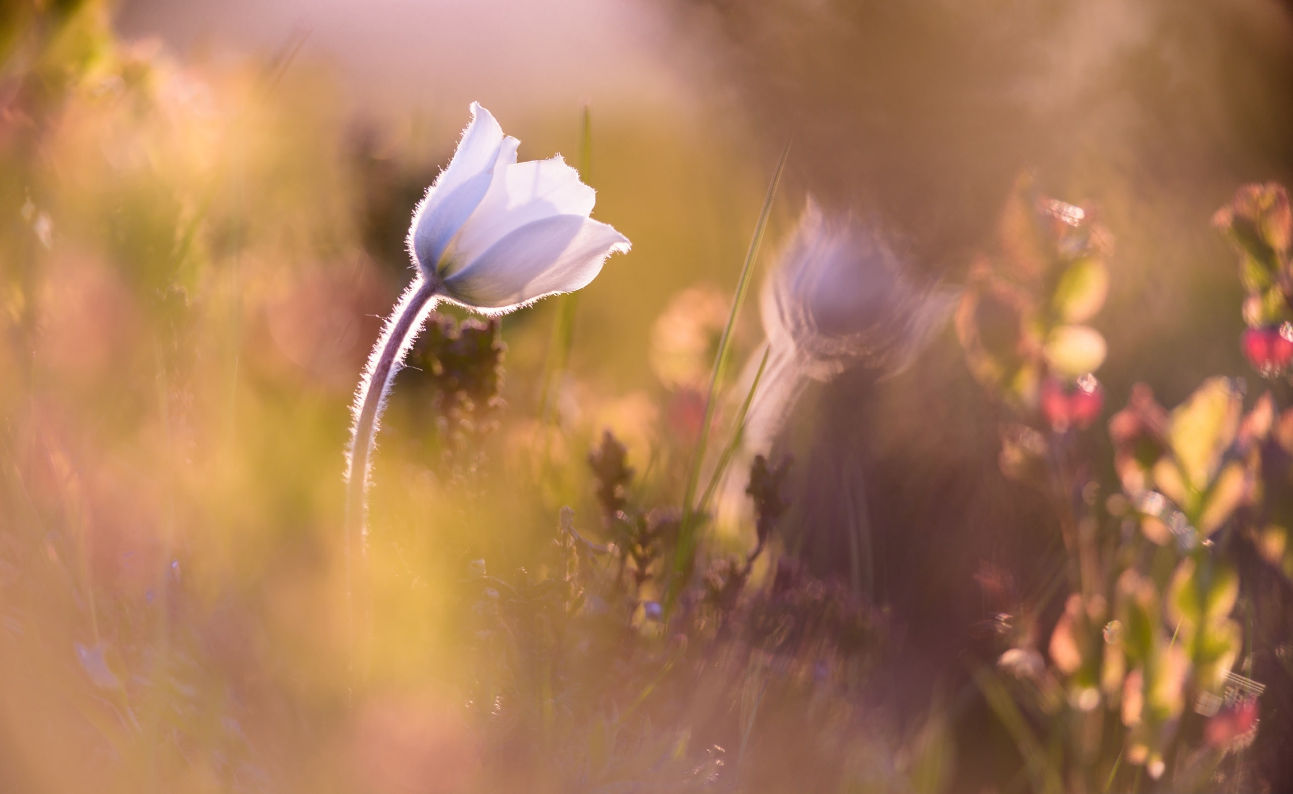 naturallight, PulsatillaAlpina, Wild, AlpinePasqueflower, 2K, AlpineAnemone, anemone, D810, Spring, 300mm f4, Vosges, anemones, contre-jour, Nature, field, HD Wallpaper