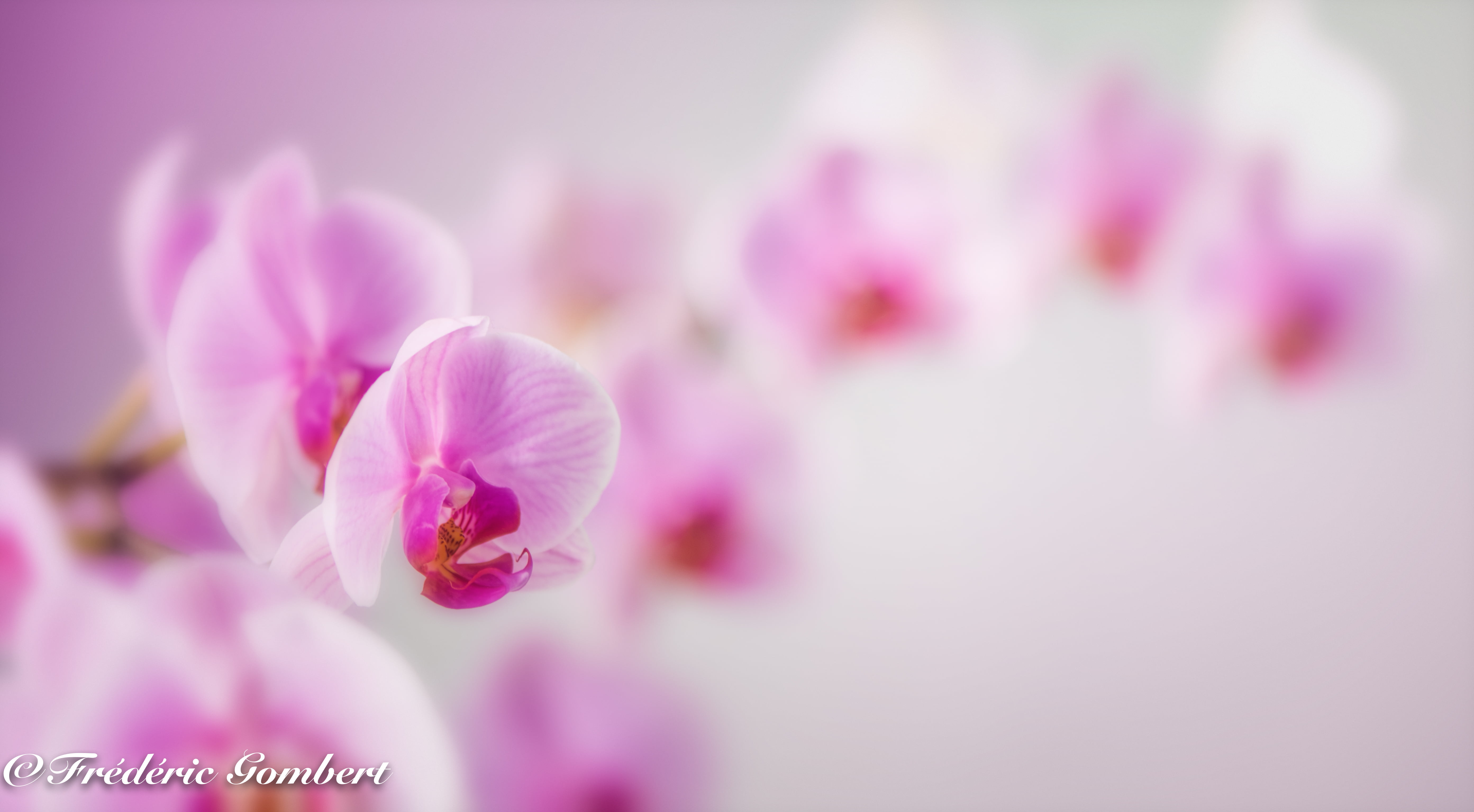 bunch, flower Head, colors, blossom, sun, sunlight, plant, pink Color, color, springtime, light, flower, colony, macro, orchid, nature, macroshot, petal, HD Wallpaper