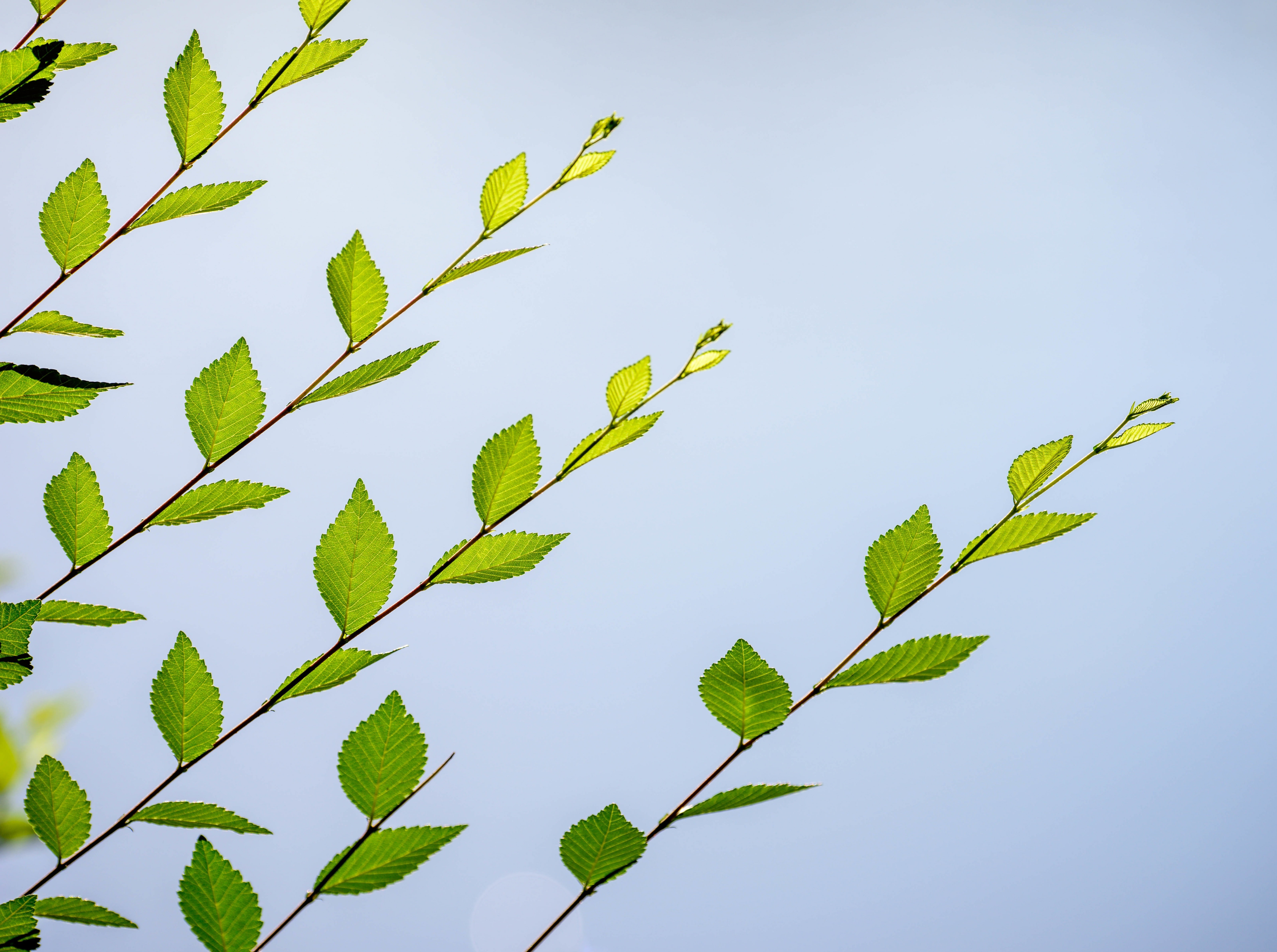 NikonD810, Green, Leaves, Photography, day, Vintage, Nature, nikon, sunlight, D810, low angle view, outdoors, Leaf, beauty in nature, Spring, growth, close-up, HD Wallpaper