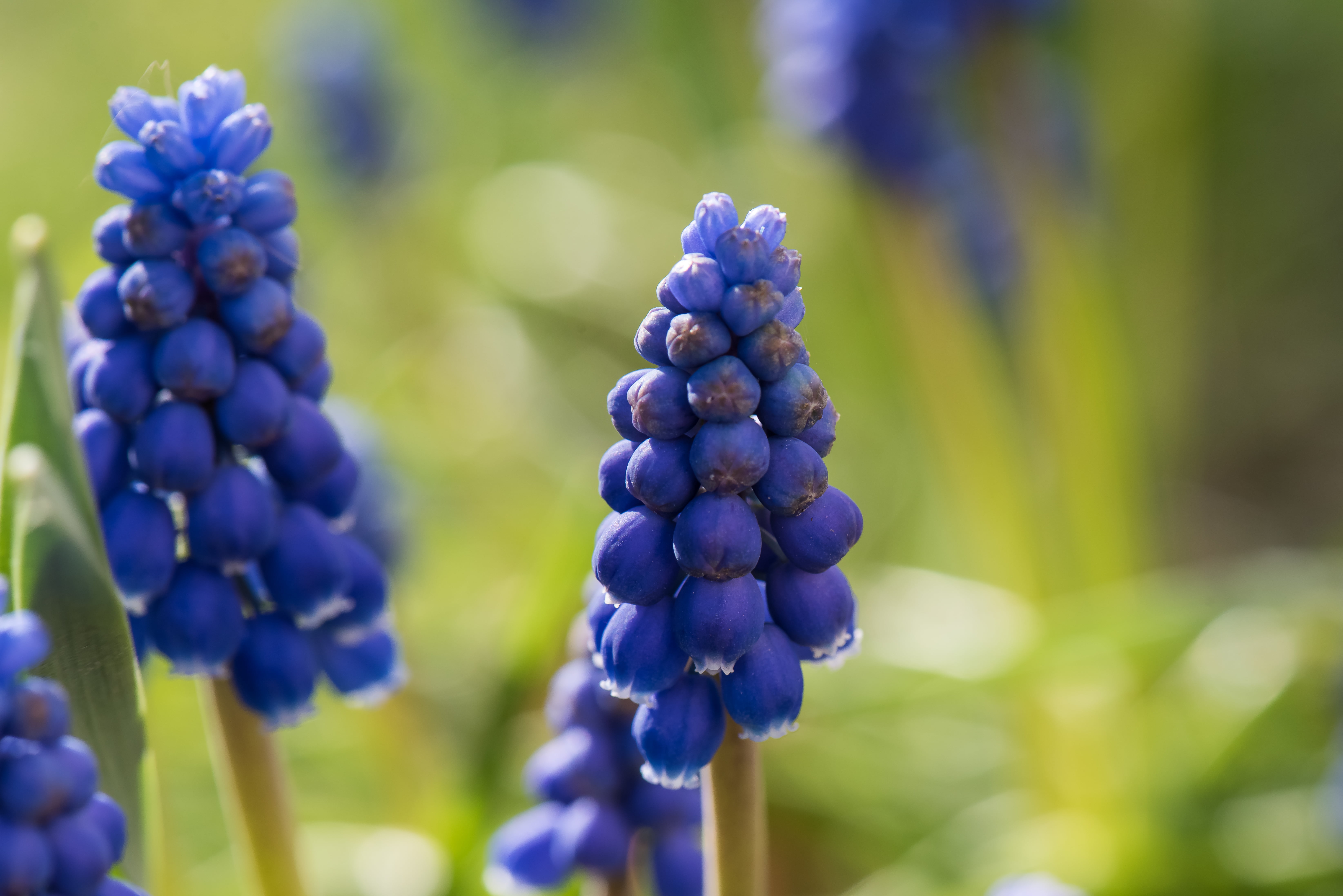 fruits, Flowers, focus, Micro, flower, shallow, 105mm, flow, macro, Sweden, outdoors, agriculture, d810, shallow focus, purple, blue, nature, 5K, nikon  nikkor, HD Wallpaper