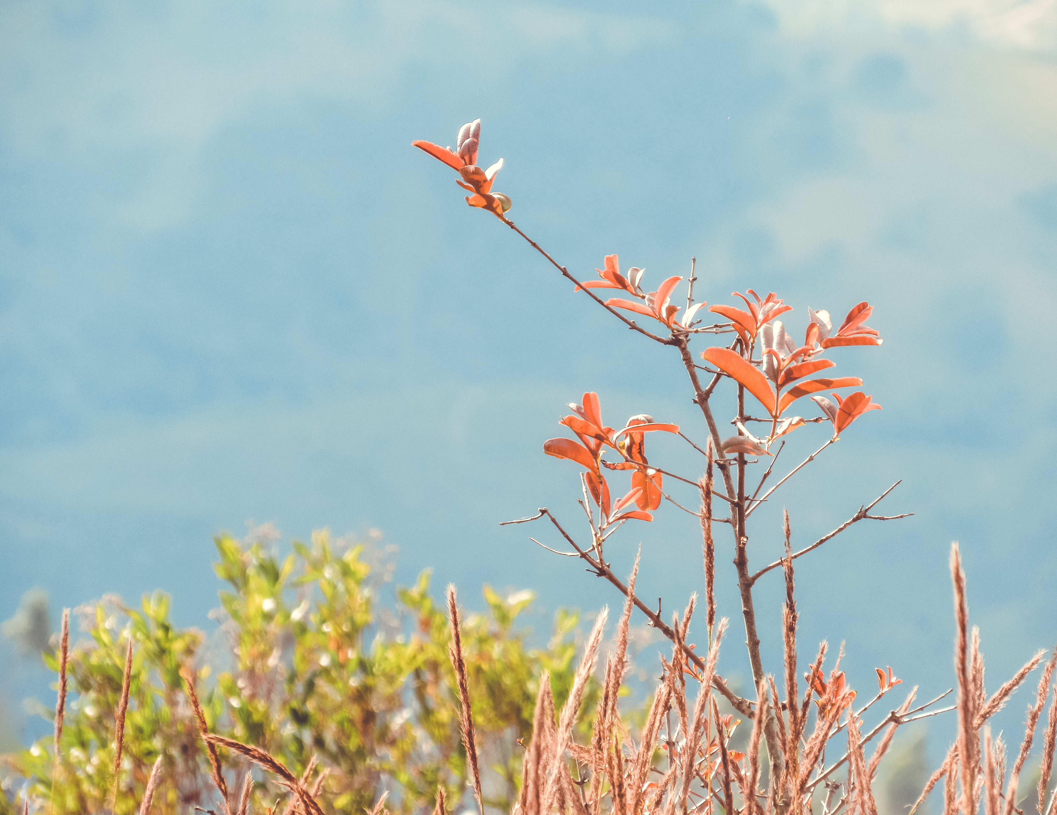 freshness, sky, focus on foreground, outdoors, petal, flowering plant, tranquility, close-up, flower, sunlight, 4K, no people, growth, brazil, beauty in nature, HD Wallpaper