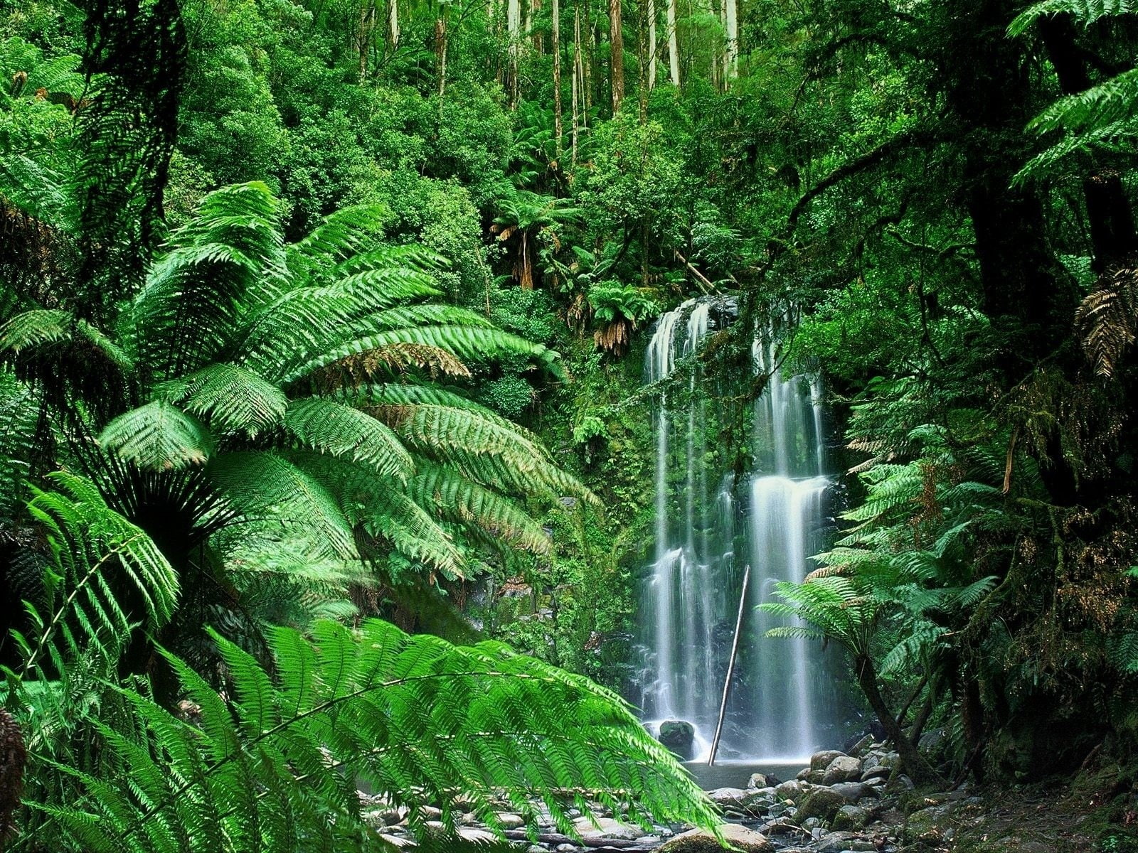 Waterfall, Australia, outdoors, Beauchamp Falls, beauty in nature, woodland, Vegetation, 720P, Waterfalls, non-urban scene, Fern, Nature, growth, lush foliage, HD Wallpaper