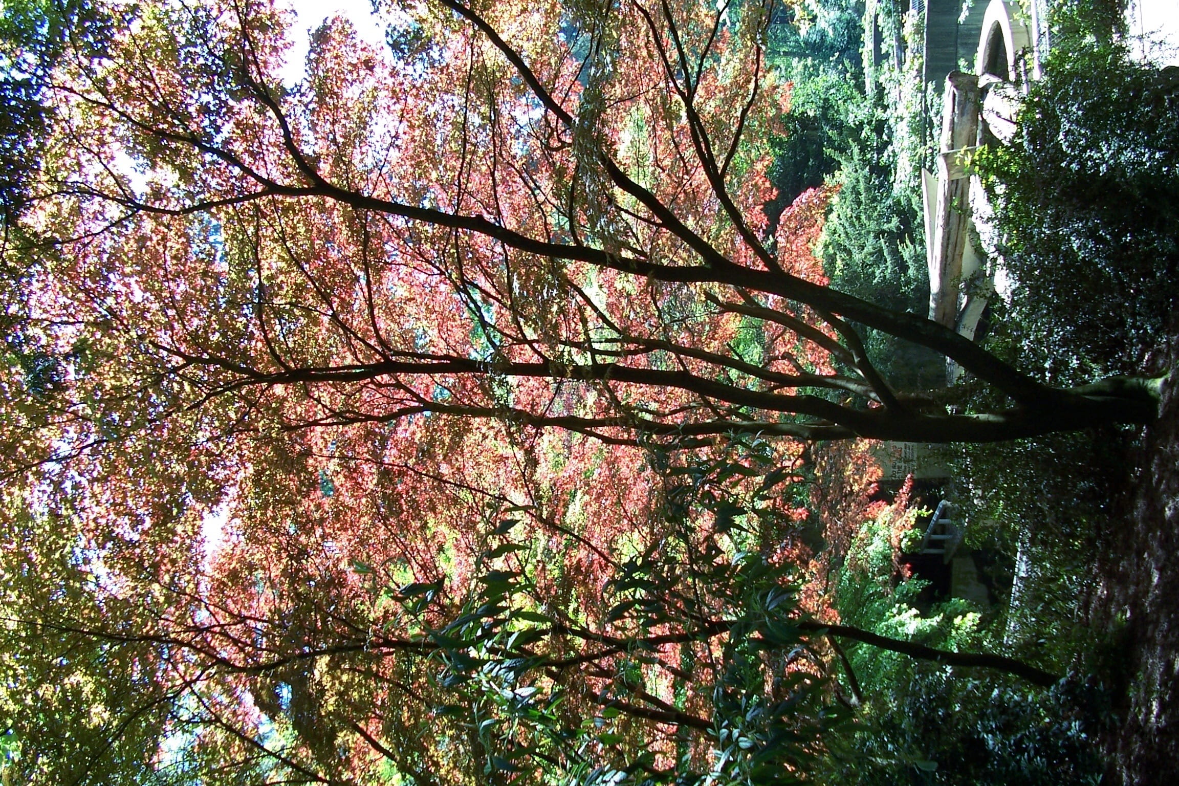 pink color, no people, outdoors, tree, tree trunk, trees, 1080P, nature, flower, growth, british columbria, freshness, beauty in nature, plant, tree canopy, HD Wallpaper