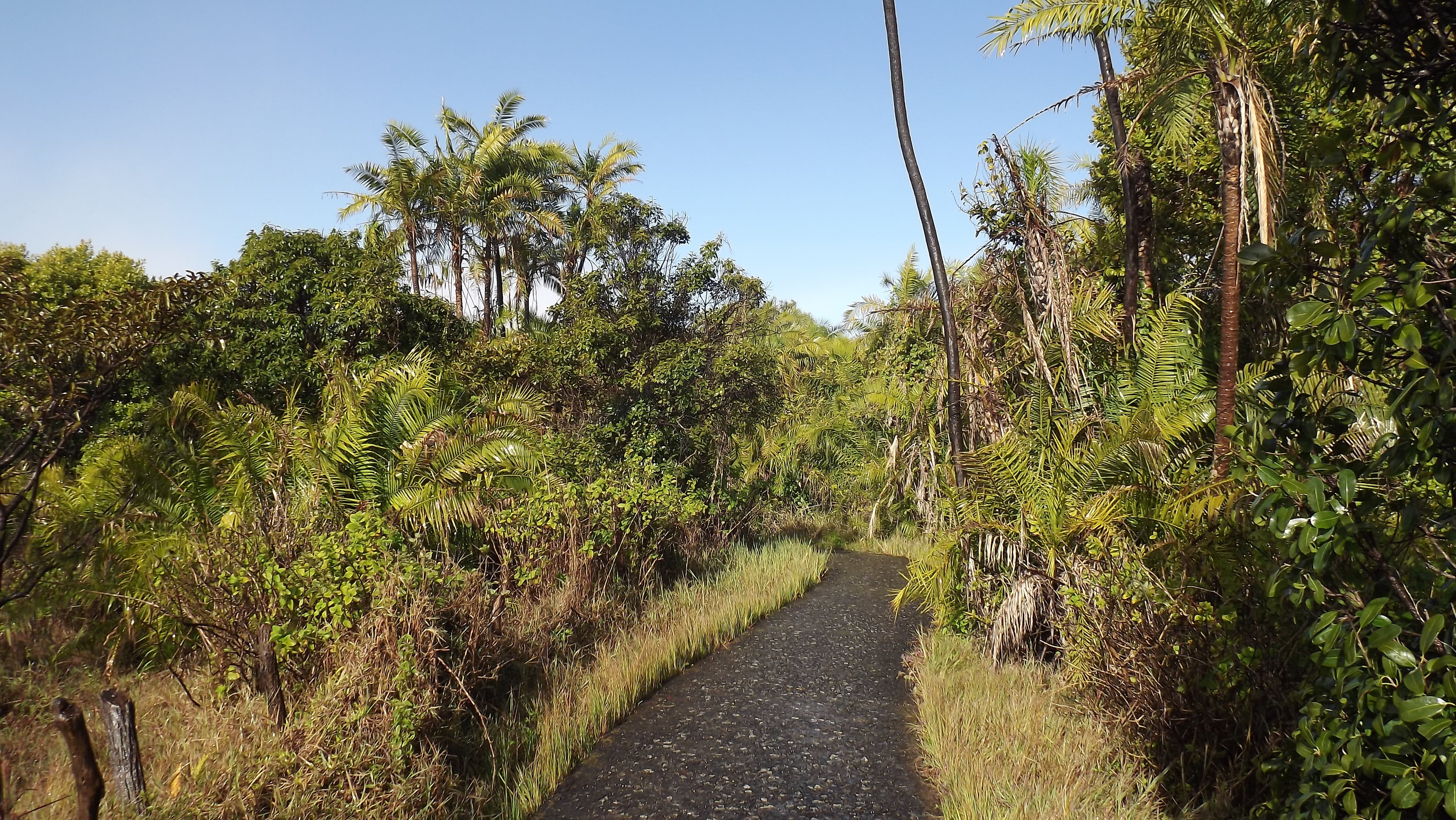 tree, tranquility, palm, palm tree, pathway, grasses, tranquil scene, growth, sky, land, jungle, outdoor, beauty in nature, diminishing perspective, green, HD Wallpaper