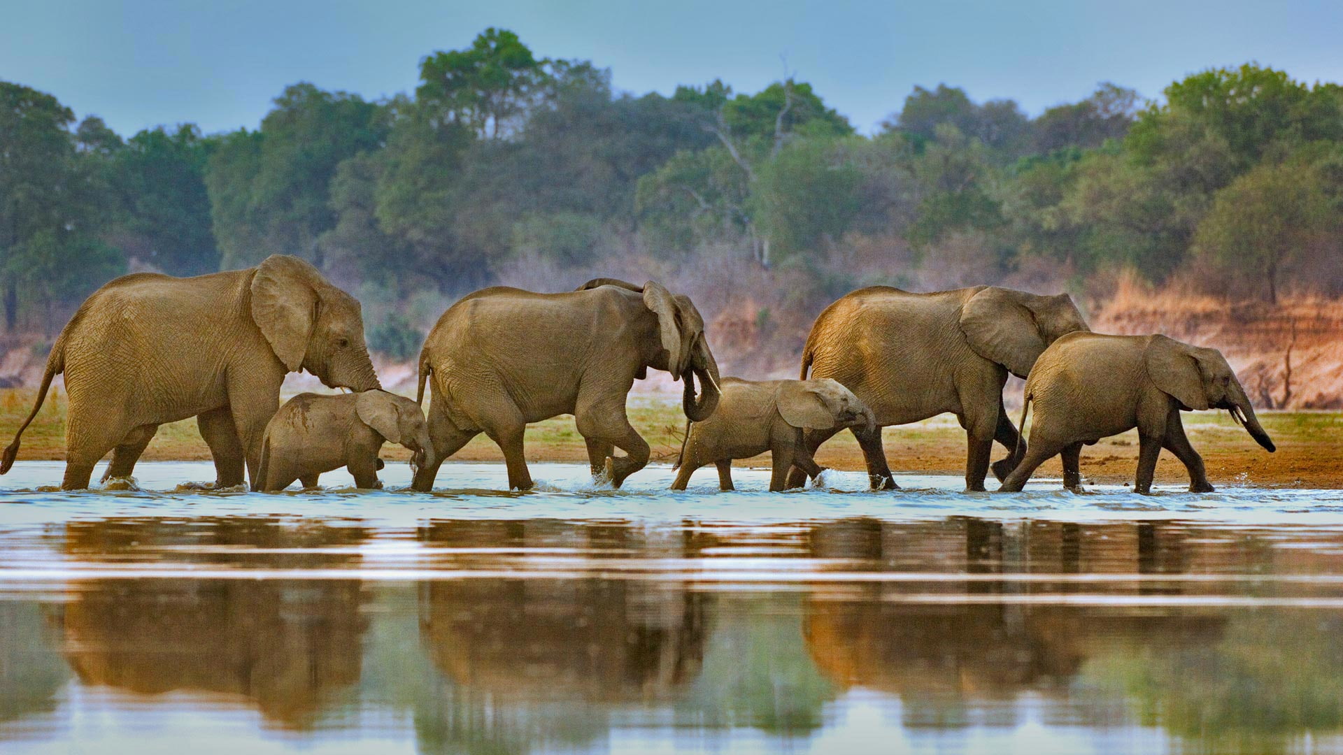1080P, Africa, the herd, elephants, Zambia, river, Luangwa, HD Wallpaper