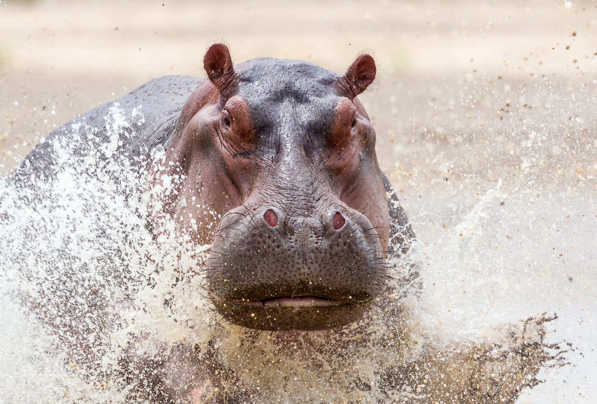 Safari, Zambia Wildlife, Charging Hippo, 1080P, HD Wallpaper