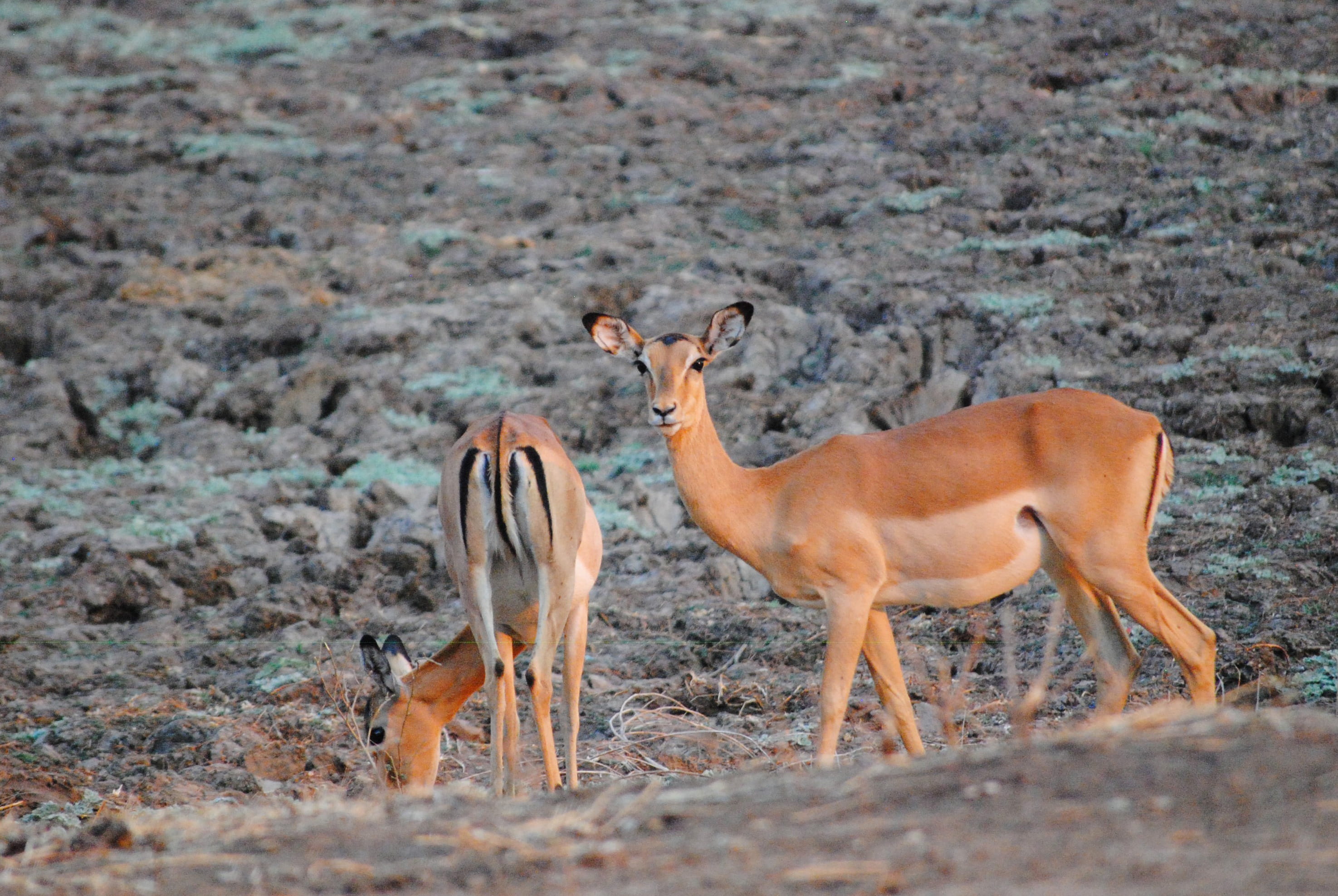 full length, Safari, impala, group of animals, two animals, Zambezi, national Park, nature, animal family, wildlife, day, antelope, mammal, animal, standing, HD Wallpaper