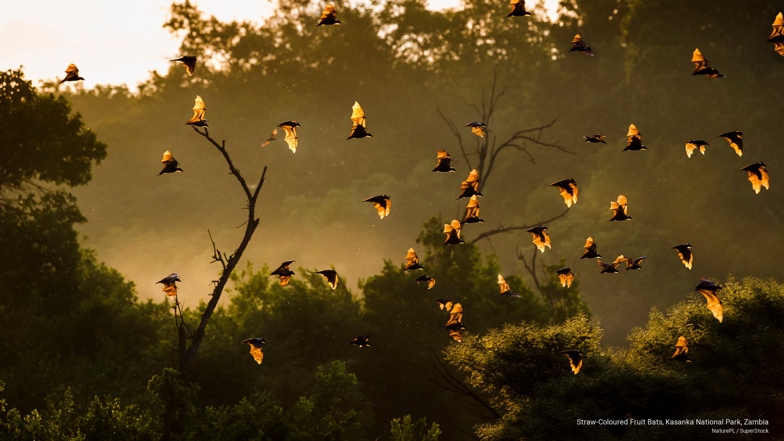 zambia, fruit, coloured, kasanka, national, Animals, park, 2K, bats, straw, HD Wallpaper