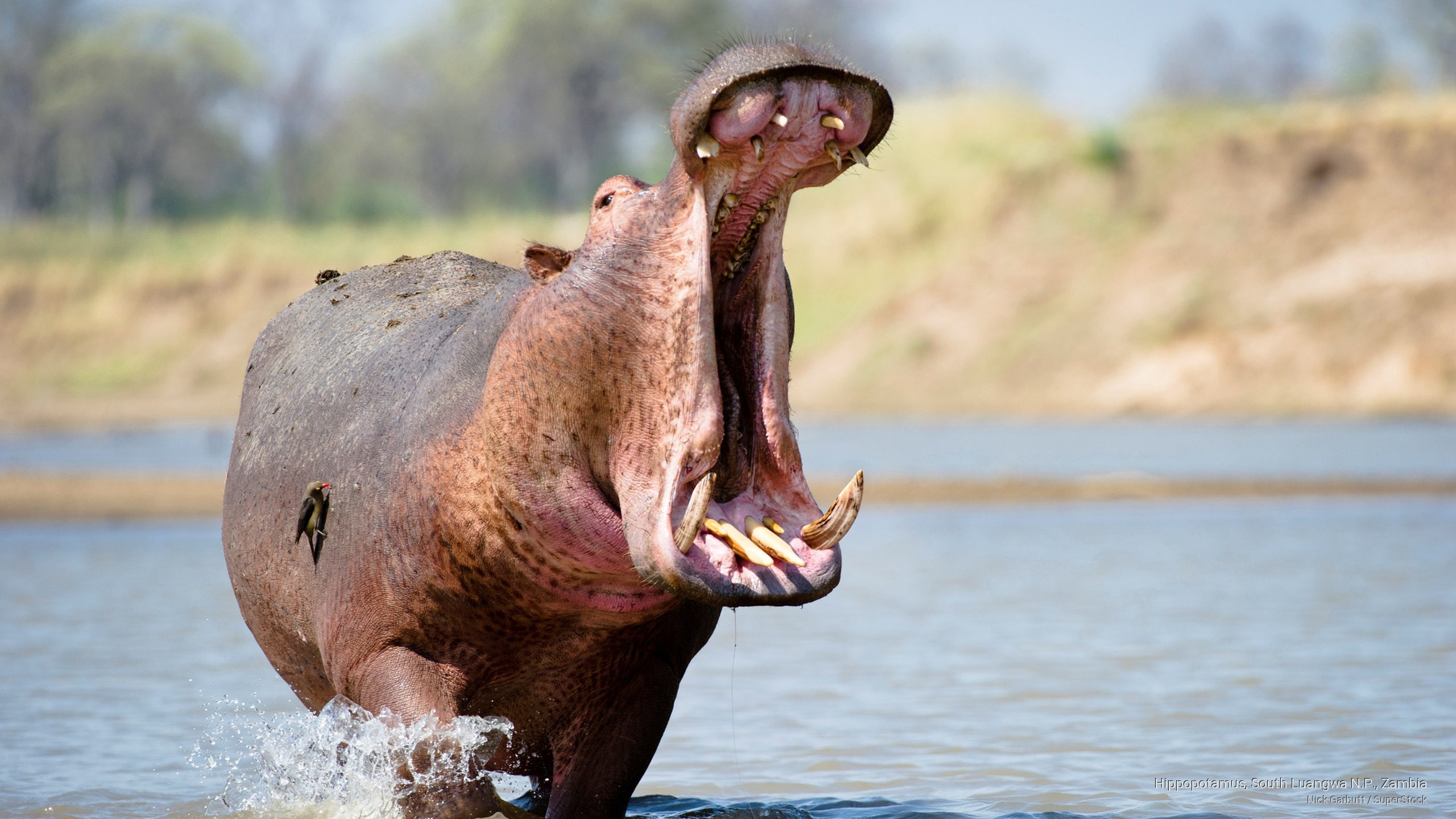 Animals, hippopotamus, 2K, n, luangwa, south, p, zambia, HD Wallpaper