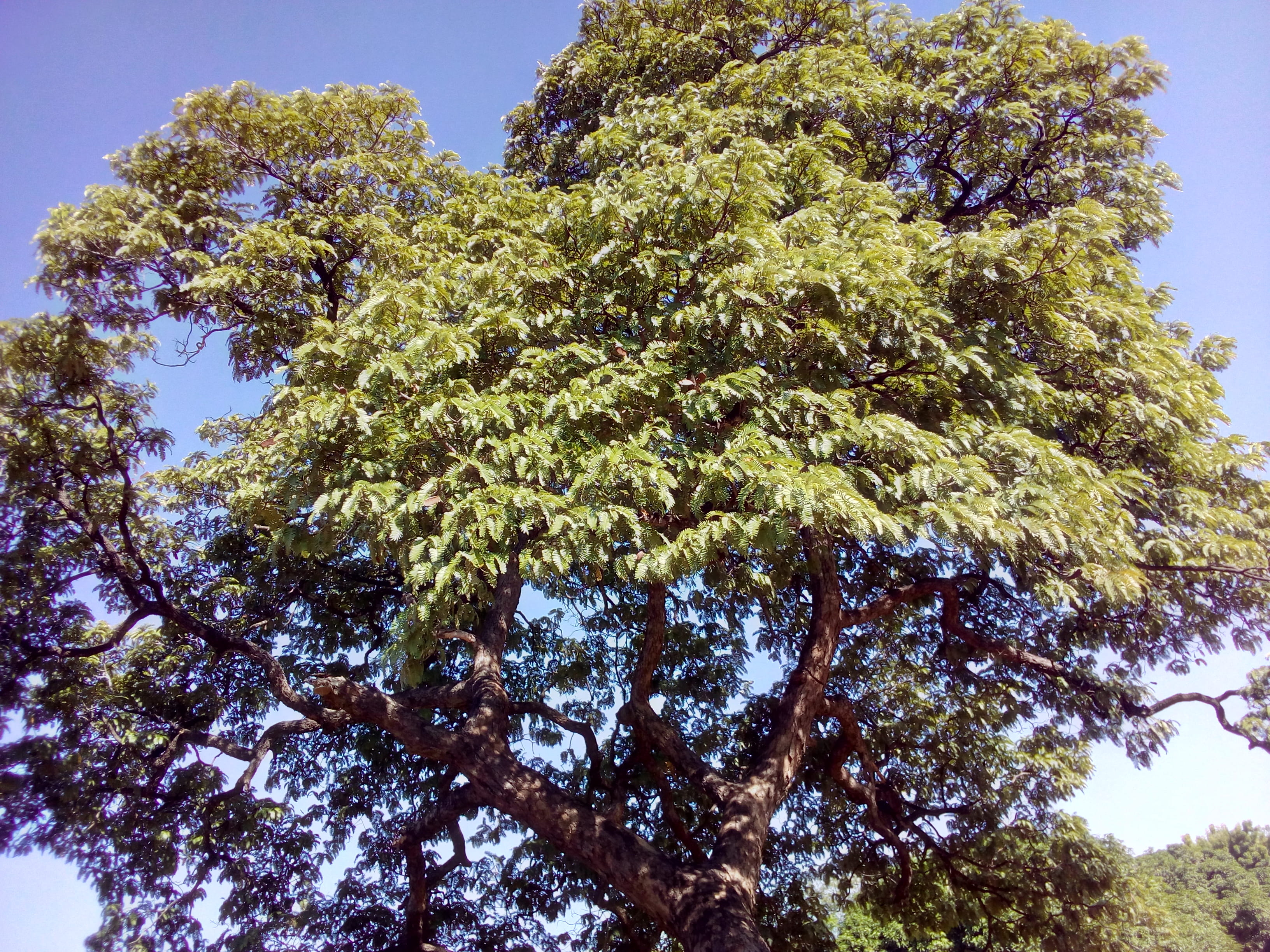 close-up, day, outdoors, low angle view, branch, tree canopy, trunk, 2K, tree trunk, green, plant, no people, tranquility, sky, green color, musamba, growth, HD Wallpaper