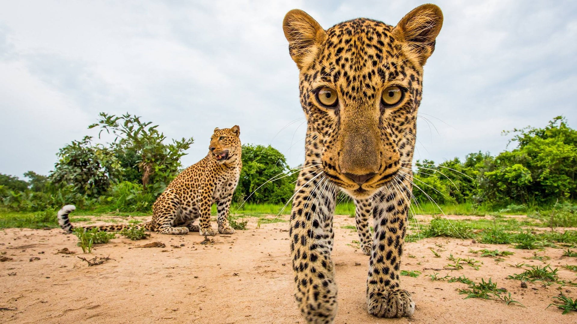 zambia, pets, outdoors, cat, animal, animals in the wild, carnivora, south luangwa national park, big cat, nature, one animal, vertebrate, animal themes, HD Wallpaper