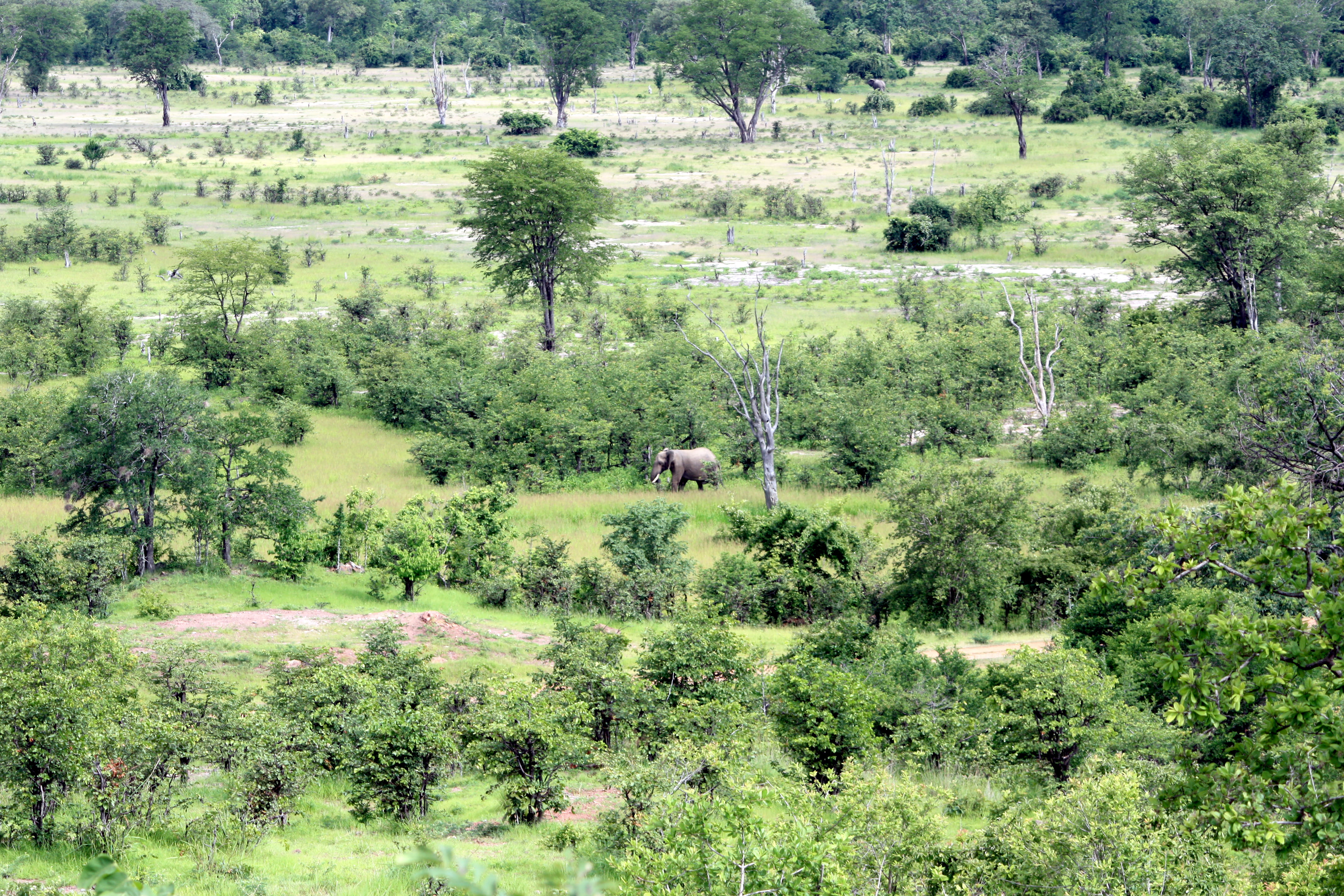 lush foliage, plant, day, pasture, elephant, foliage, meadow, growth, rural, africa, beauty in nature, scenics - nature, wildlife, zambia, environment, HD Wallpaper