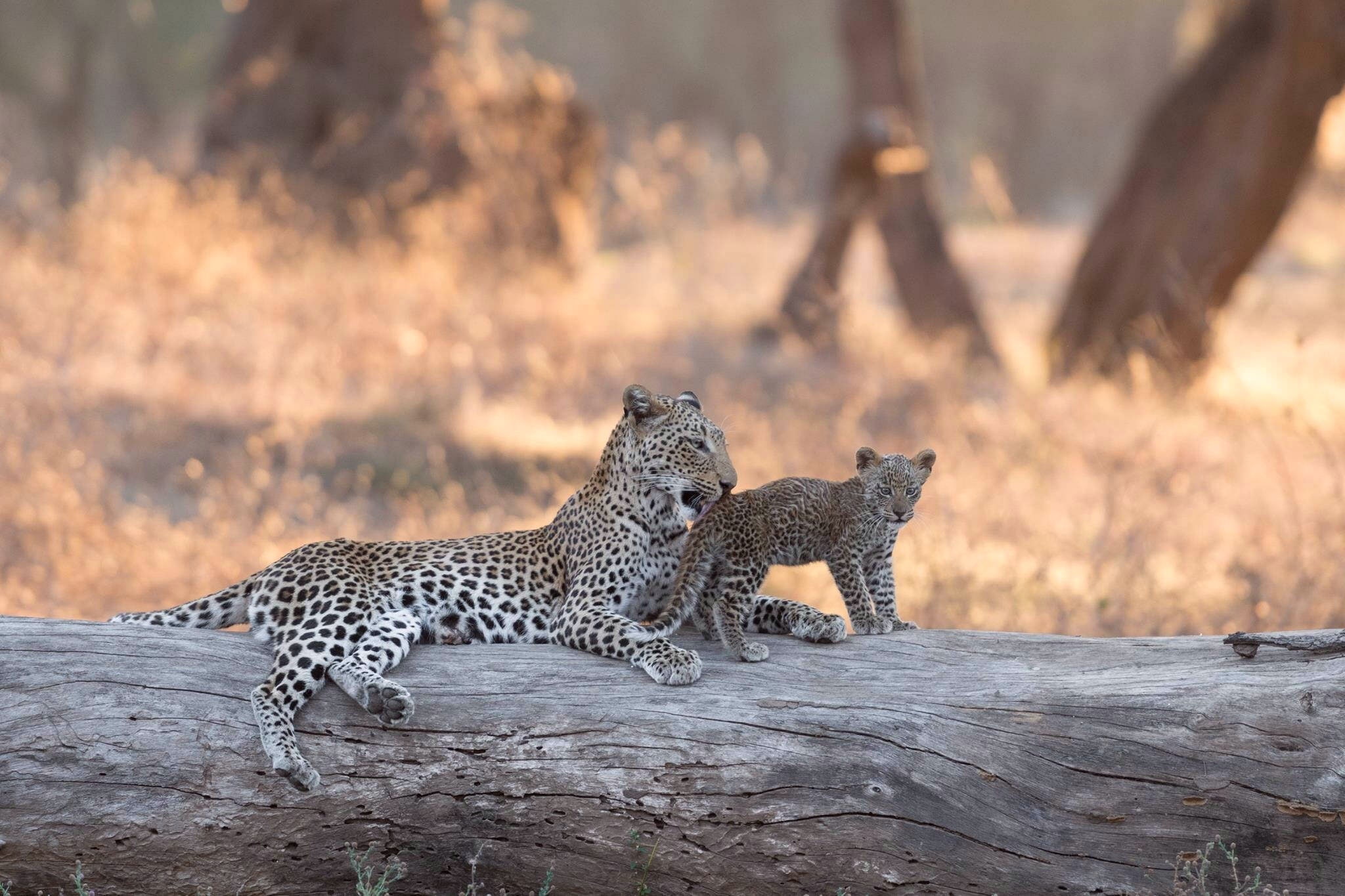 Lower Zambezi National Park, 1080P, cub, leopard, kitty, Zambia, Africa, log, bokeh, HD Wallpaper