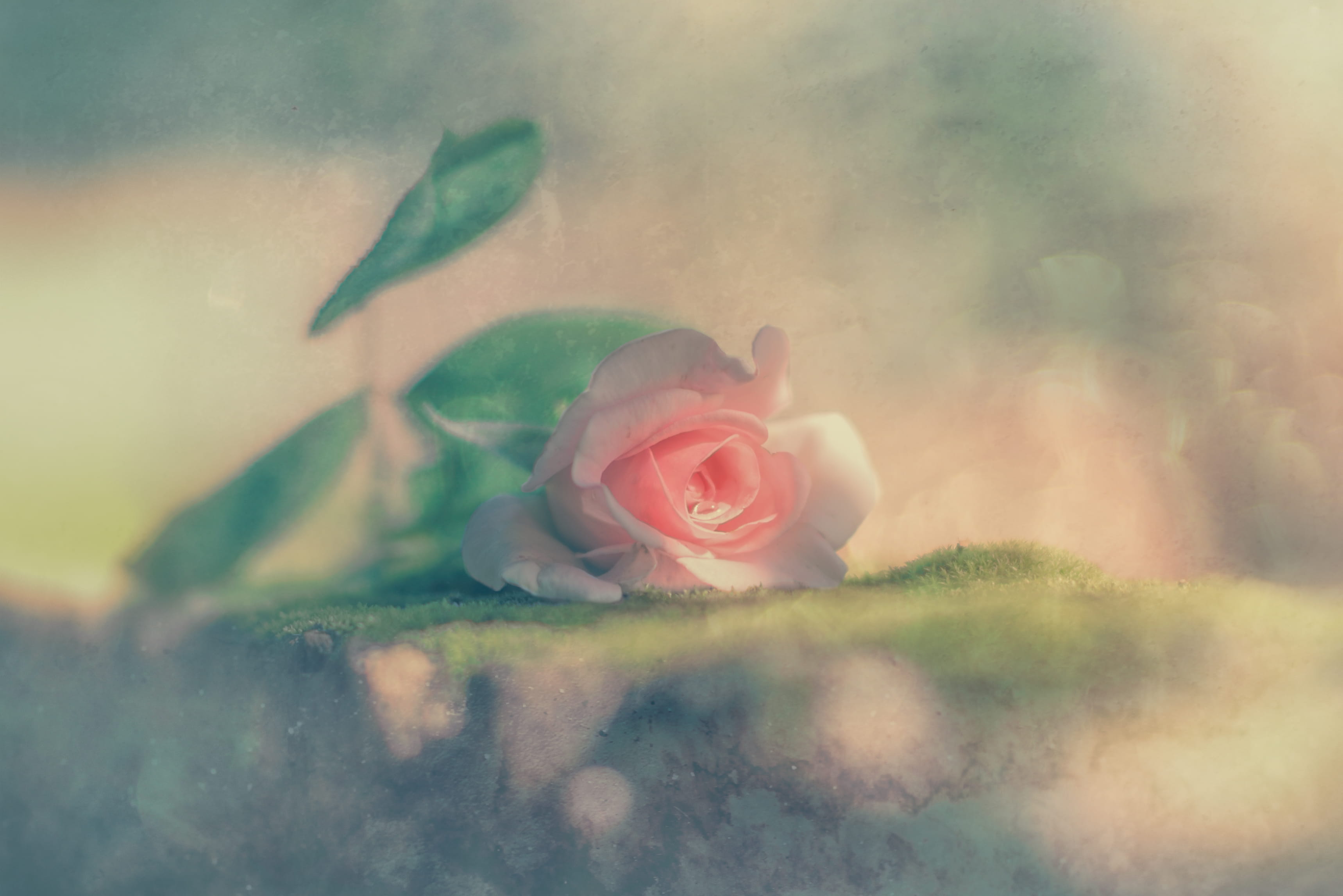 selective focus, close-up, 2K, no people, outdoors, grief, lusaka, rose, beauty in nature, fragility, innocence, softness, water, one, petal, funeral, HD Wallpaper