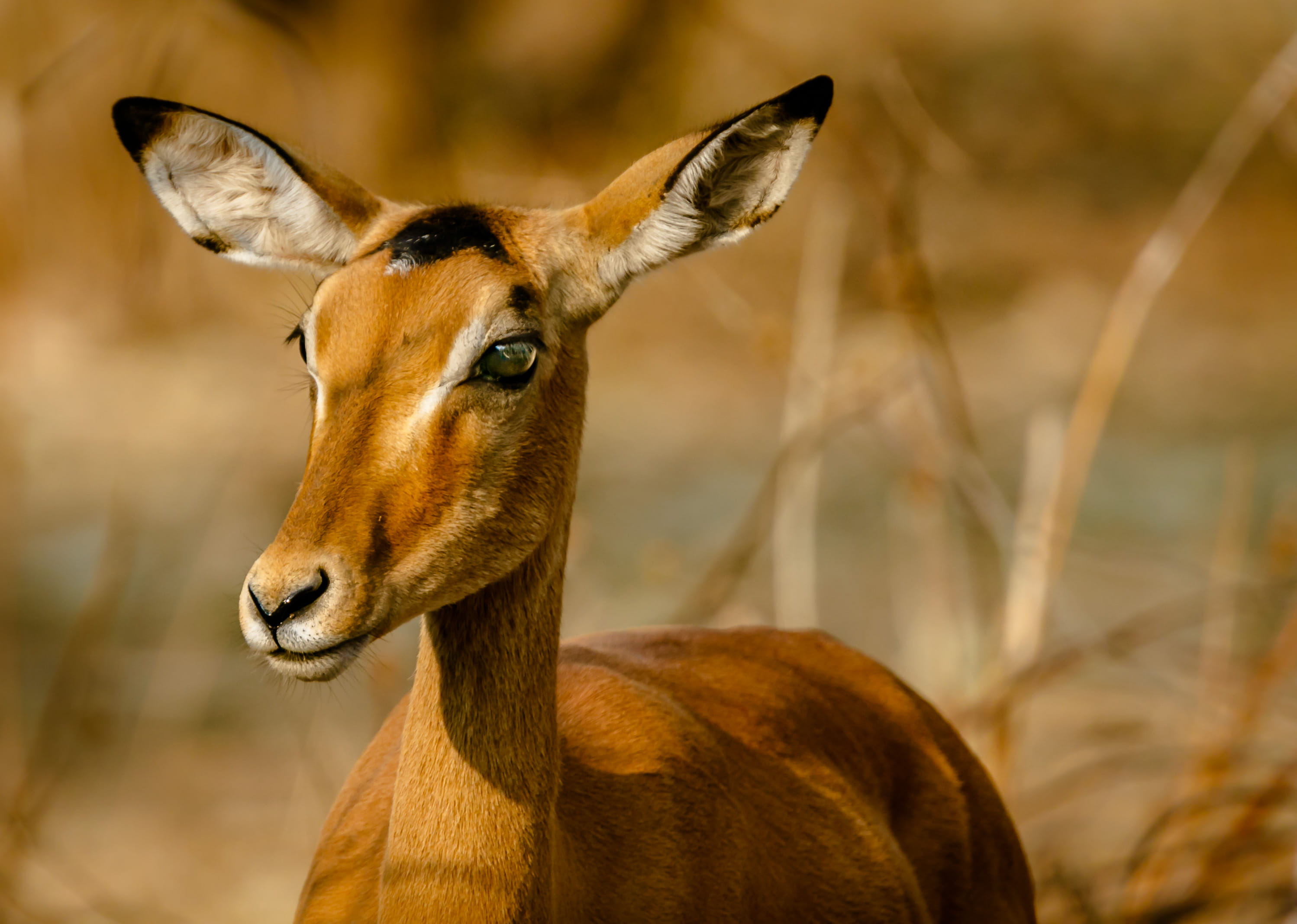 no people, zambia, herbivorous, mammal, animal body part, one animal, animal, standing, animal photography, close-up, outdoors, focus on foreground, wild animal, HD Wallpaper