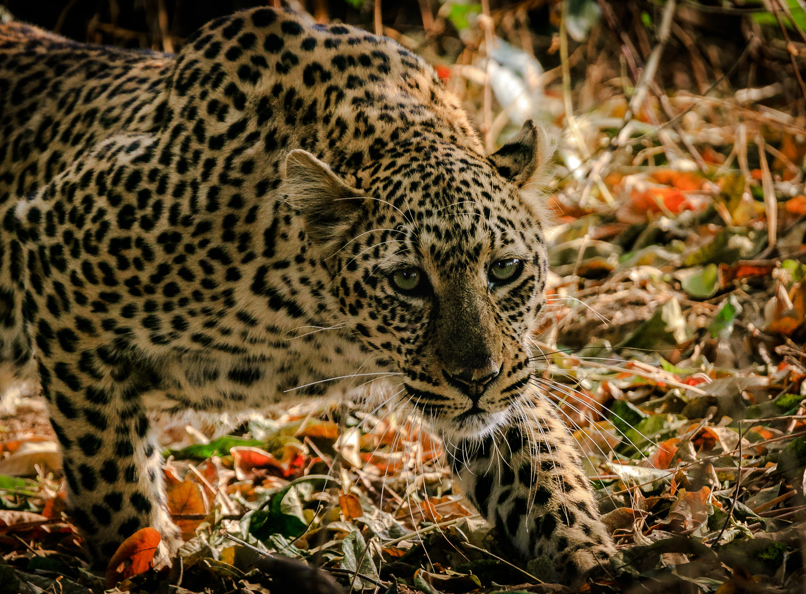 cat, photograph, safari, animal markings, shallow, animal themes, whisker, outdoors, jungle, vertebrate, no people, wildlife, pattern, focus on foreground, HD Wallpaper