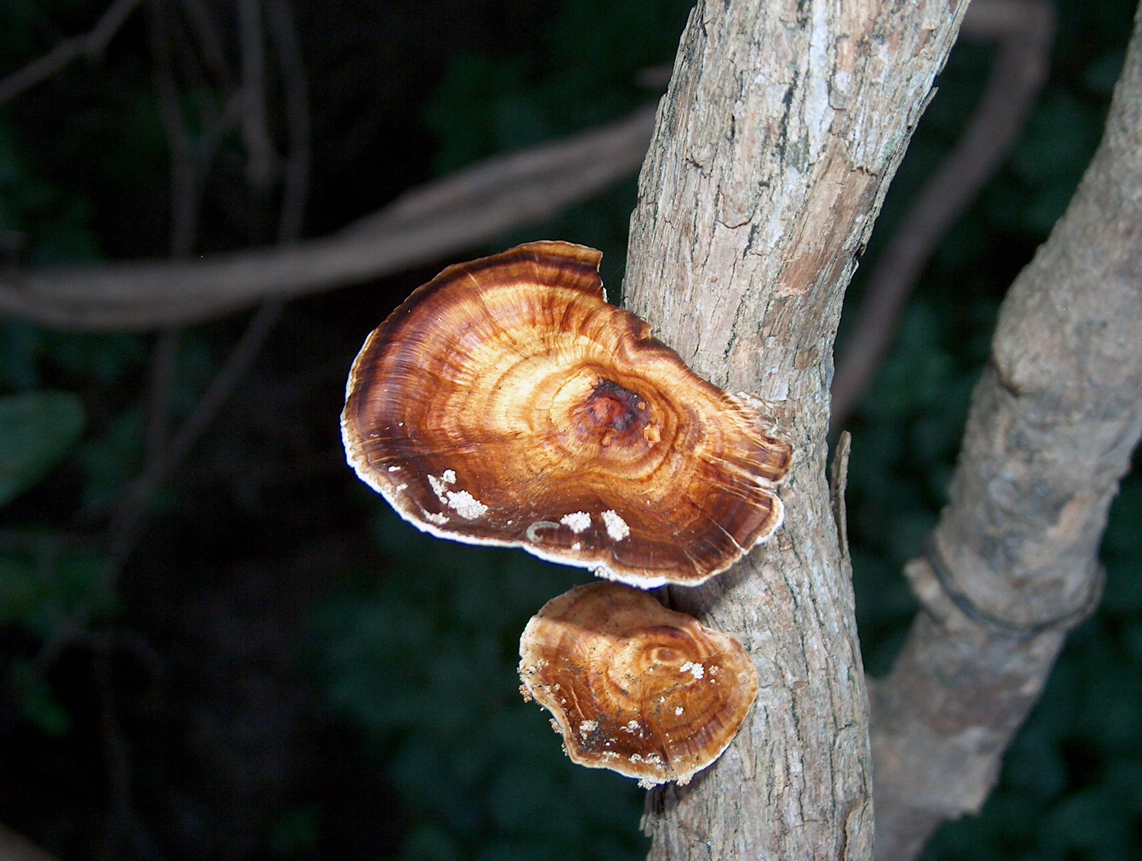 animal themes, close-up, focus on foreground, landscape, Wild, invertebrate, one animal, tree trunk, shell, bark, natural, snail, vines, outdoor, tree, HD Wallpaper