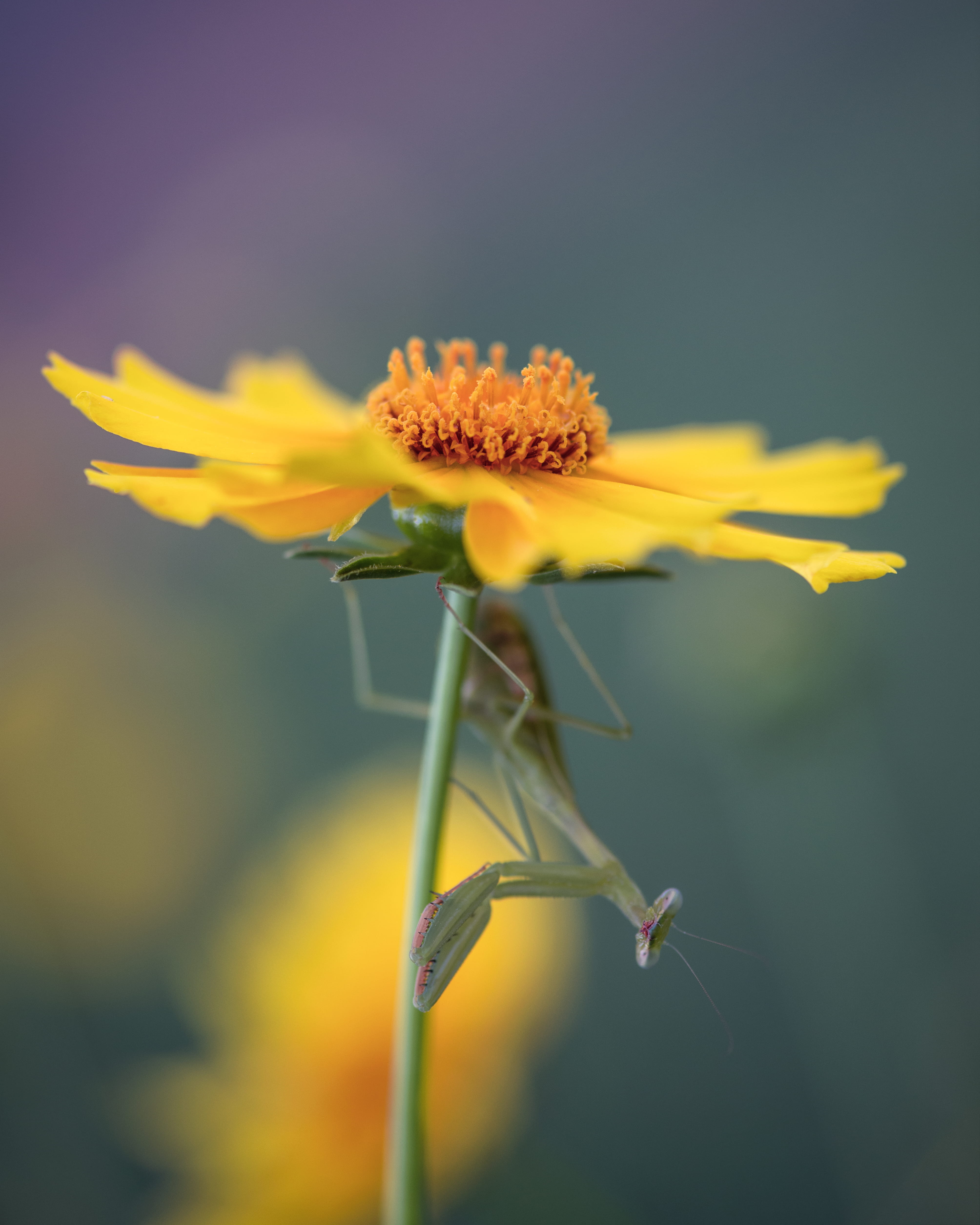 flower, praying mantis, insect, growth, outdoors, summer, colour, freshness, yellow, sepal, beauty in nature, bokeh, plant stem, petal, wildlife, no people, Phone HD Wallpaper