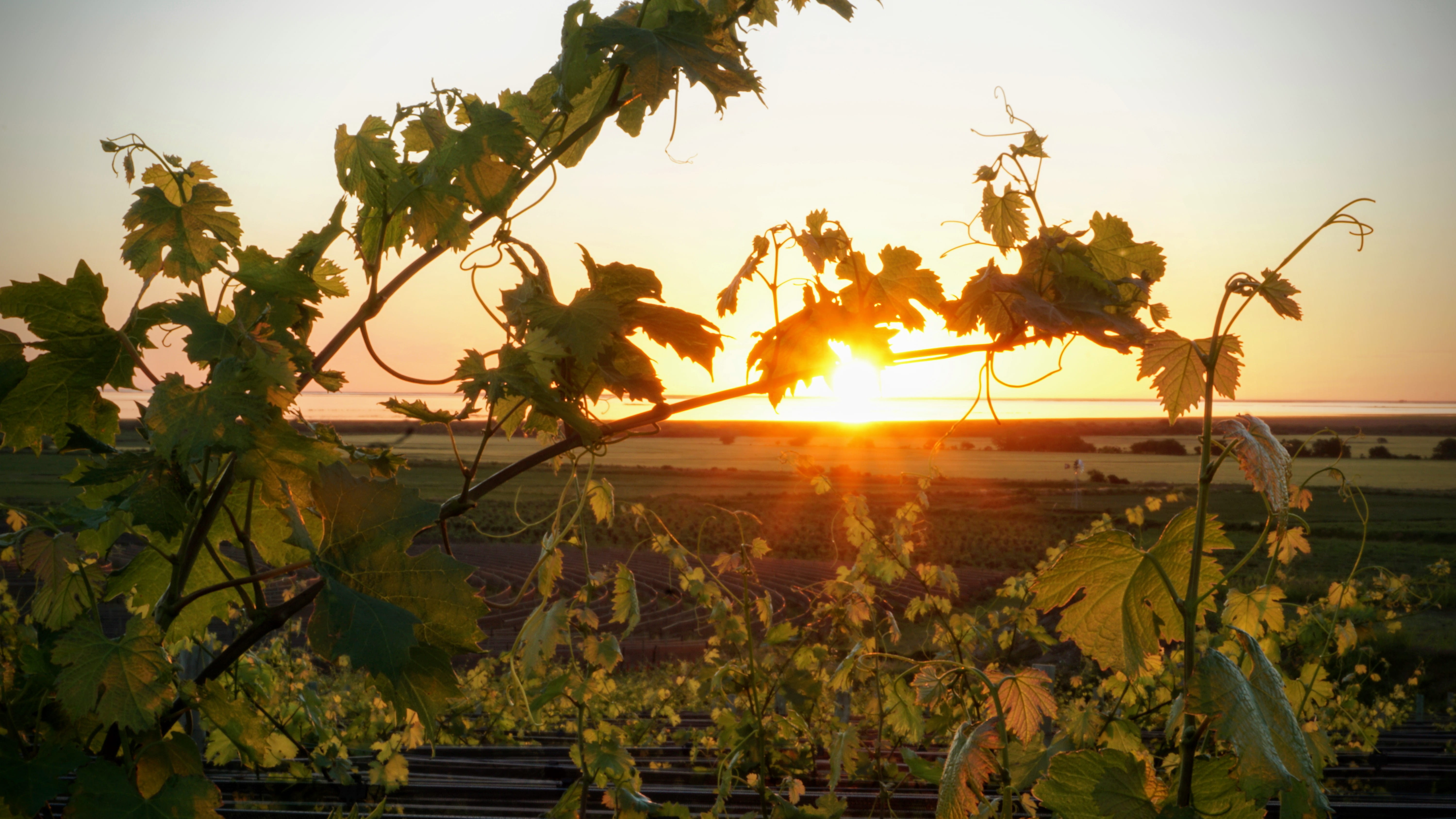 grape, argentina, vineyard, flower, peaceful, sunlight, victoria, borderío bodega and viñedos, growth, sun, sunset, lens flare, plant, agriculture, beauty in nature, HD Wallpaper