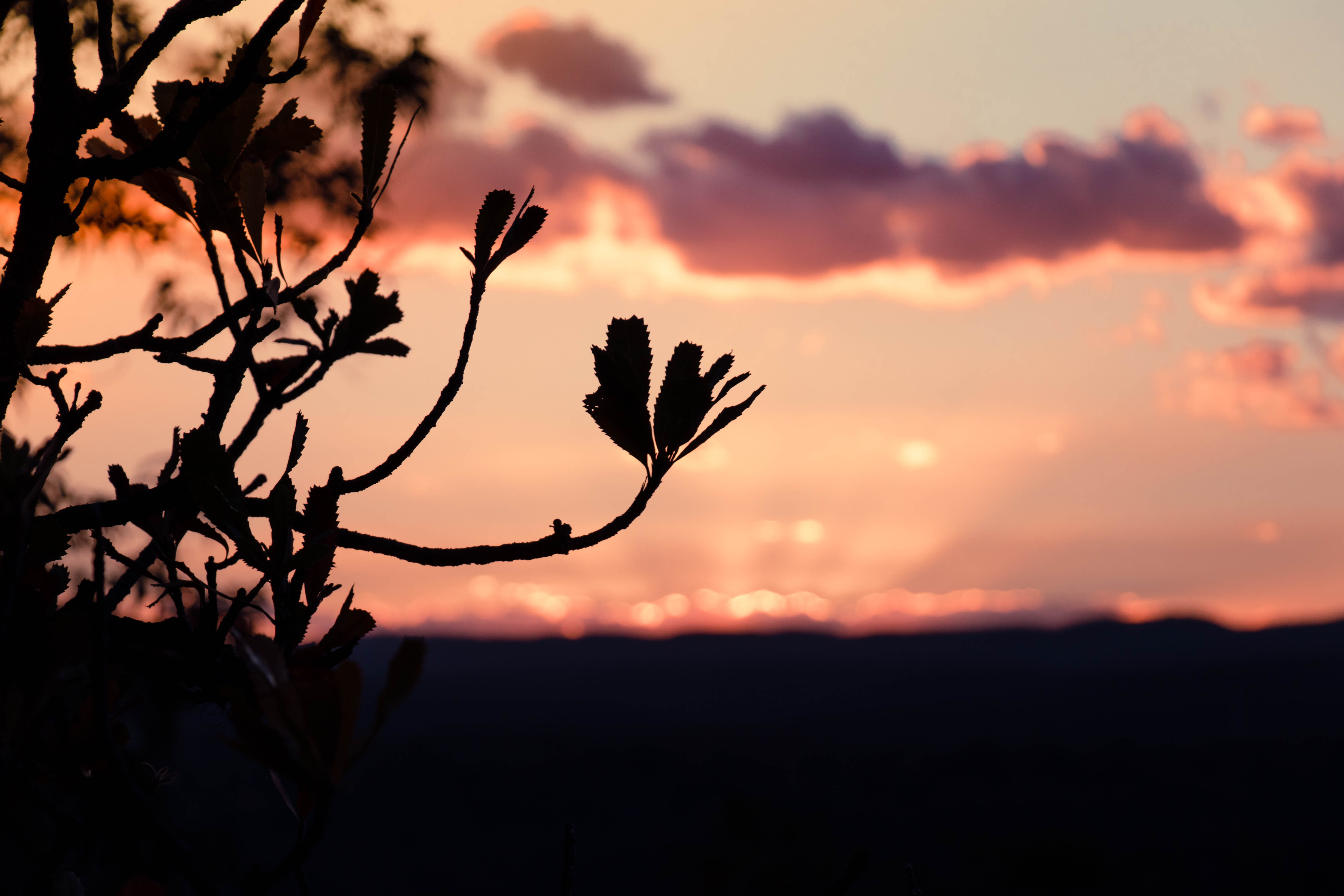 sunset rock lookout, no people, cloud - sky, field, silhouette, beauty in nature, close-up, australia, landscape, tranquil scene, plant, outdoors, HD Wallpaper