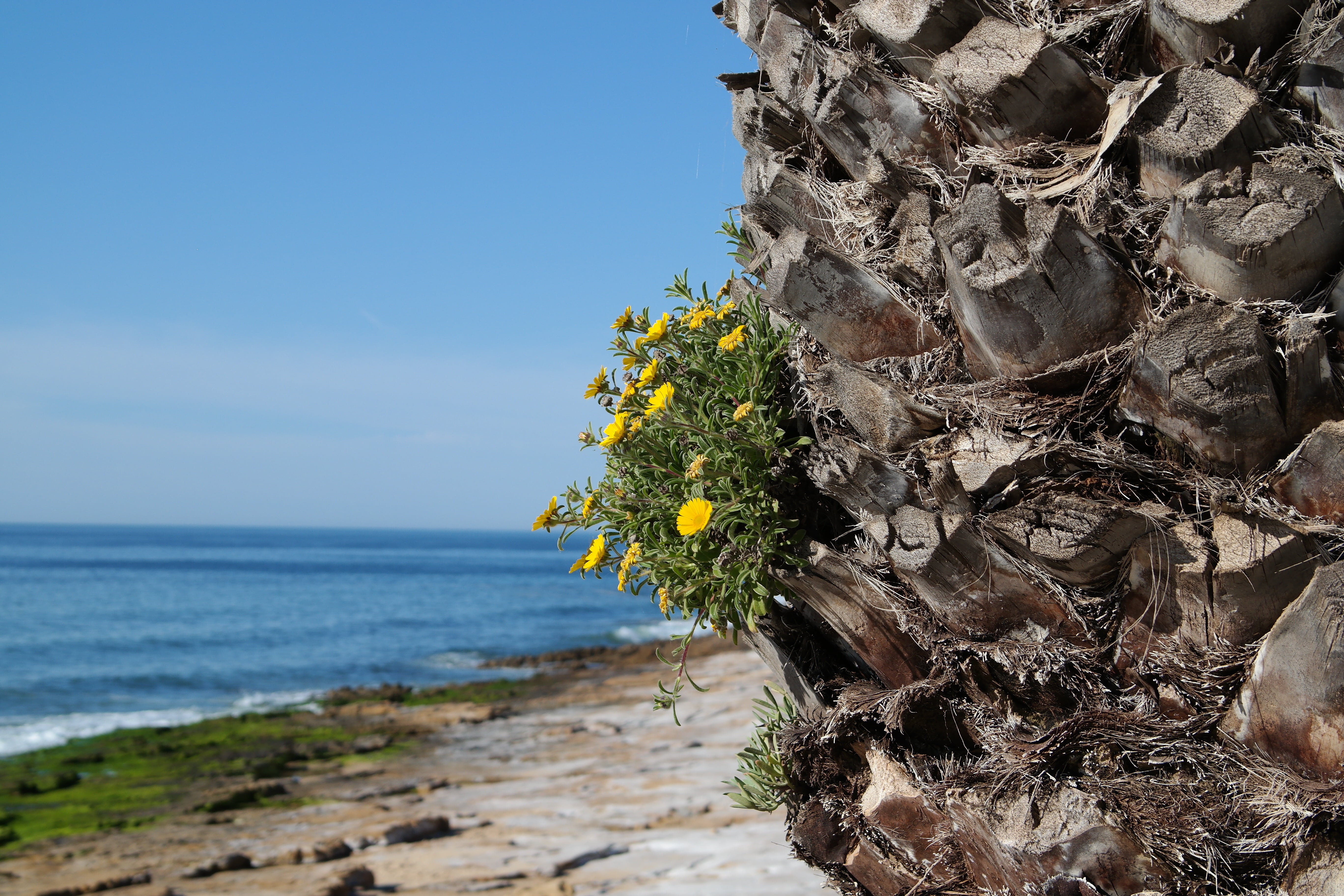 flower, dos prescadores, outdoors, plant, water, praia da luz, sky, nature, day, growth, flowering plant, fragility, sea, no people, algarve, beauty in nature, HD Wallpaper