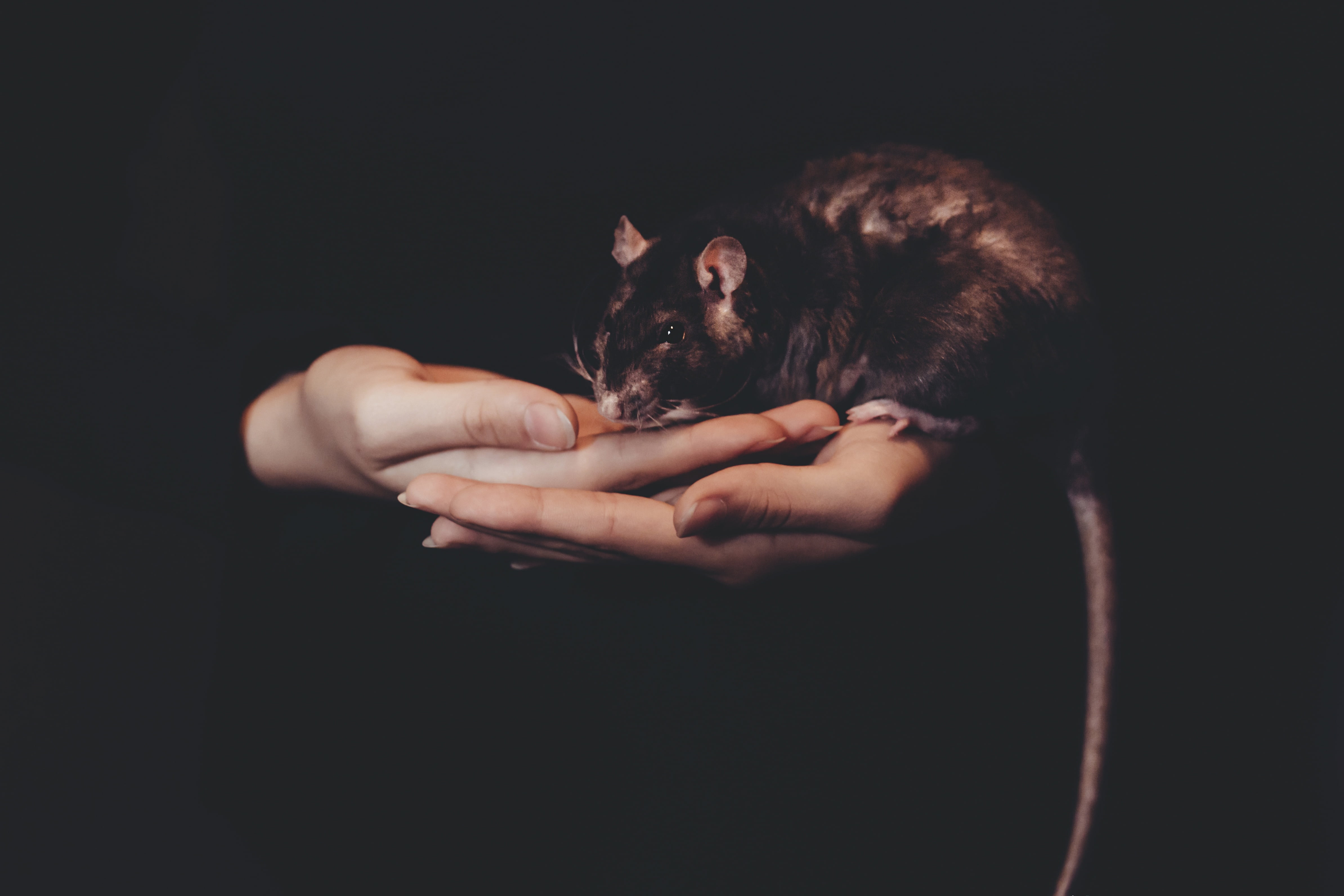 palm, rat, dark, black, mammal, feline, adult, domestic, one woman only, one person, pet owner, person, cat, domestic animals, human body part, holding, HD Wallpaper