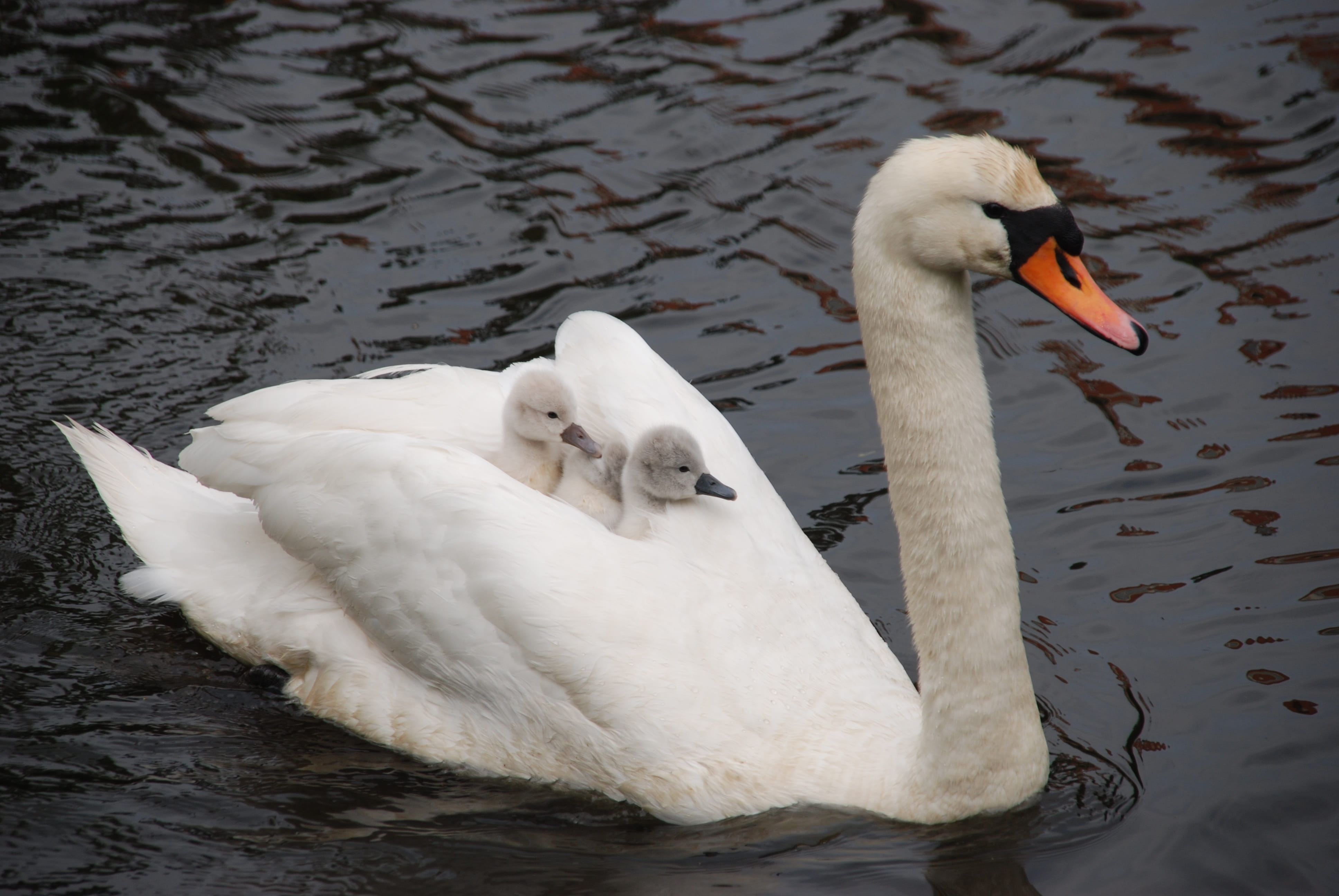 white, animal wildlife, swanlings, water, swimming, animals in the wild, mute swan, white color, animal neck, mother, bird, animal family, nature, swan, HD Wallpaper