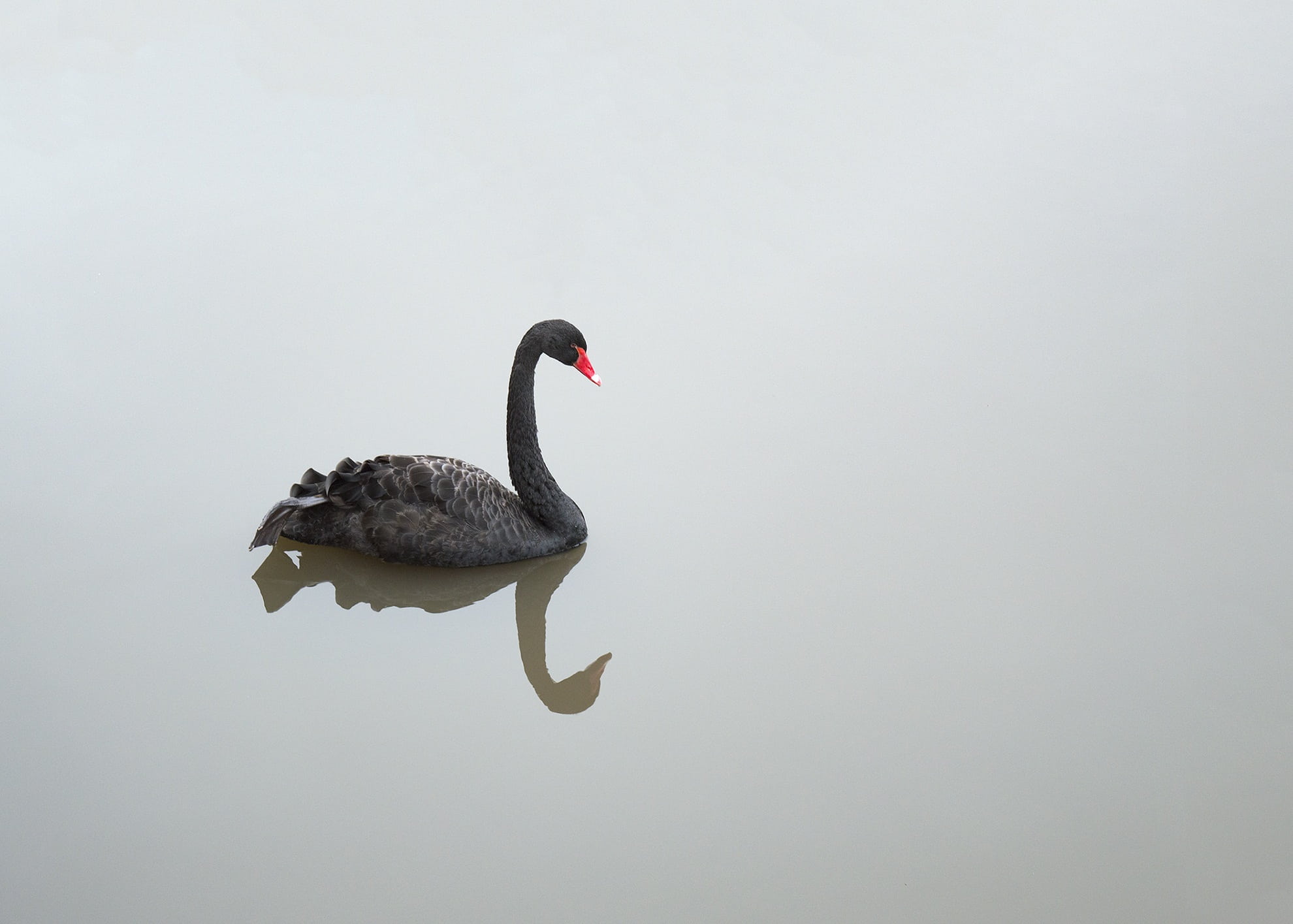 animal wildlife, side view, day, zoo, black swan, black color, neck, lake, vertebrate, birds, swimming, gray, grace, black, lovely, nature, animal neck, HD Wallpaper