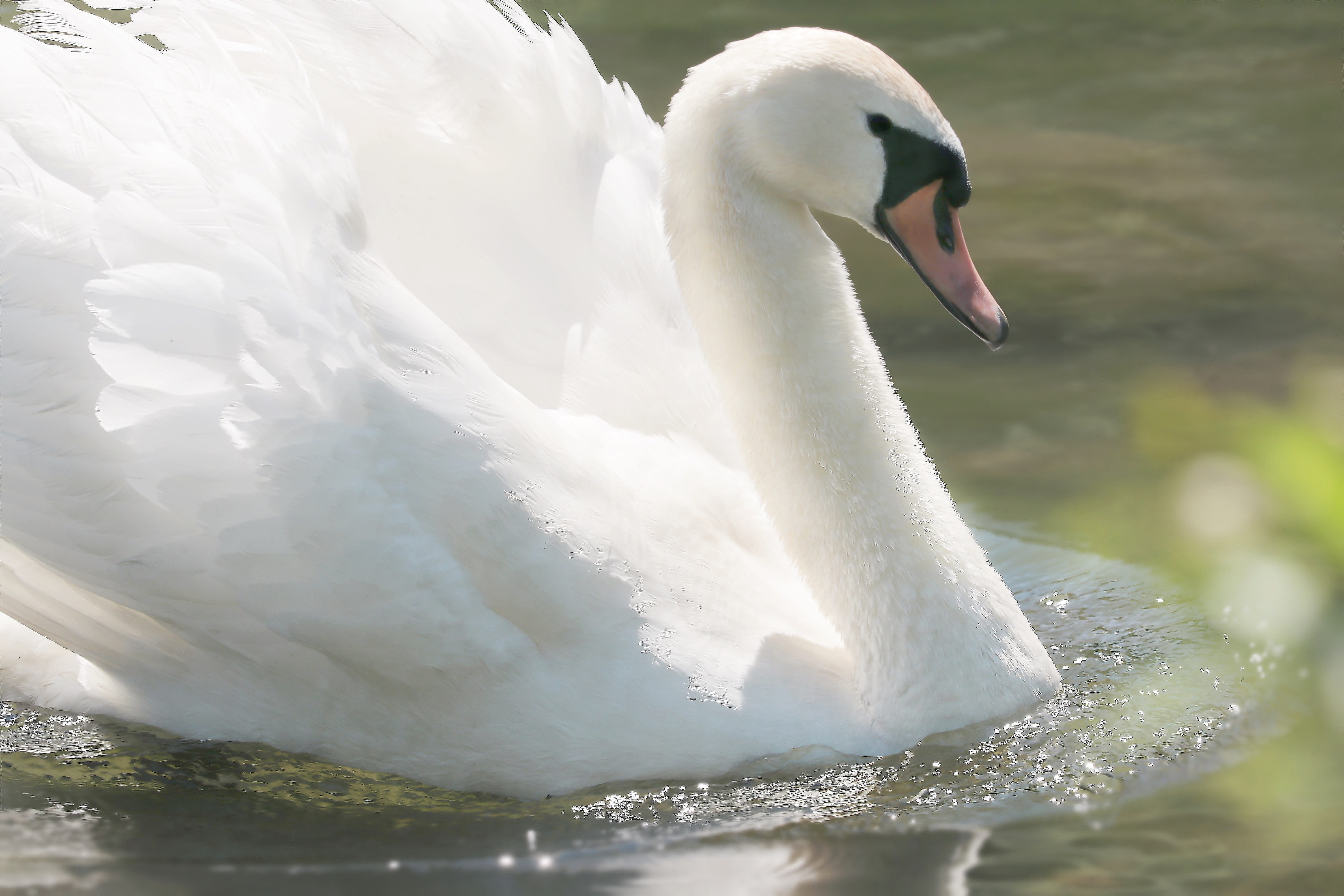 photography, water, white color, plumage, cygnet, waters, creature, pond, animals in the wild, wildlife photography, animal, animal wildlife, 5K, bird, HD Wallpaper