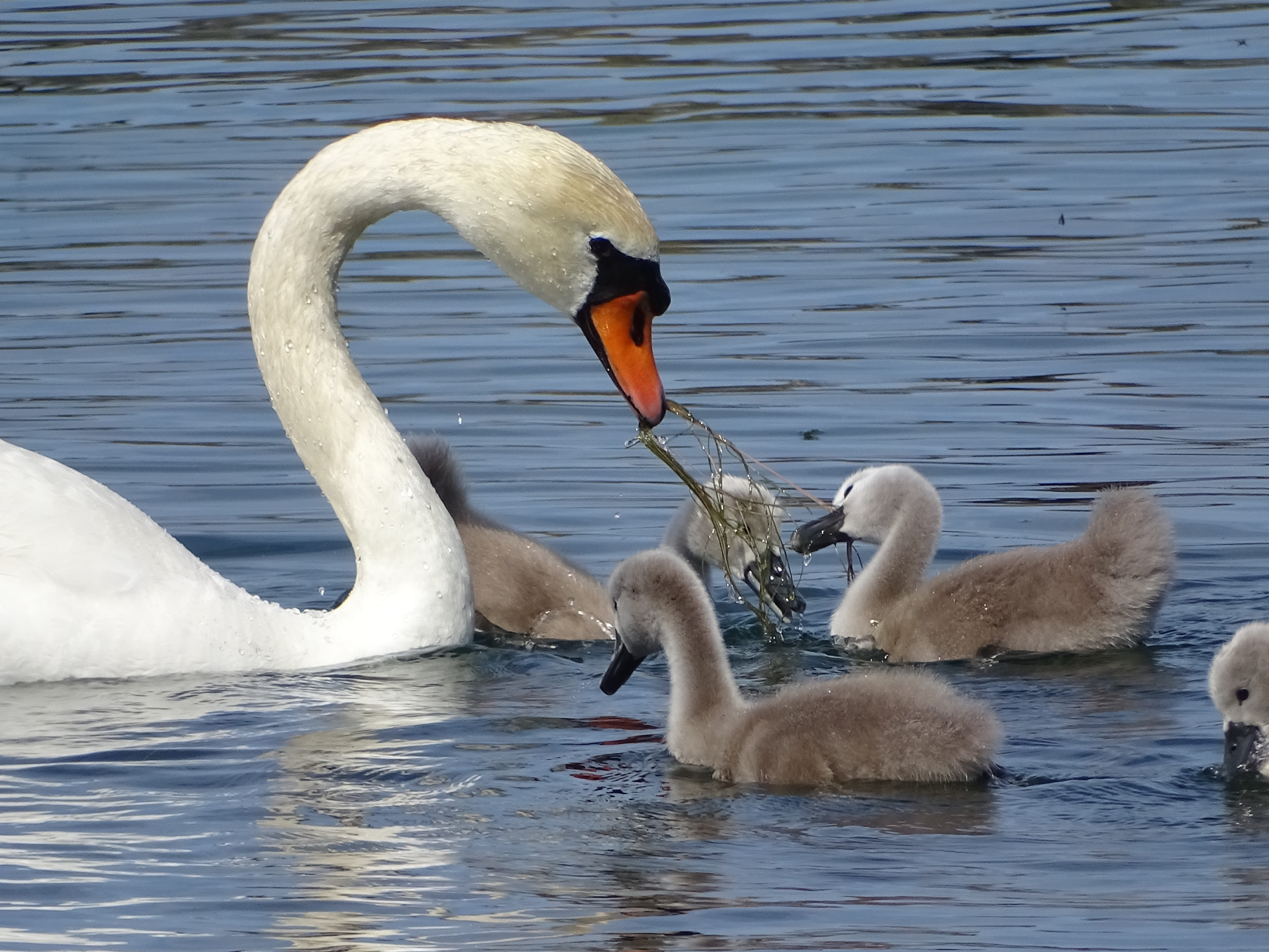 daytime, white, cygnet, animal neck, 5K, mute, beak, young animal, animal wildlife, water bird, care, animals in the wild, reflection, pond, animals And Pets, HD Wallpaper