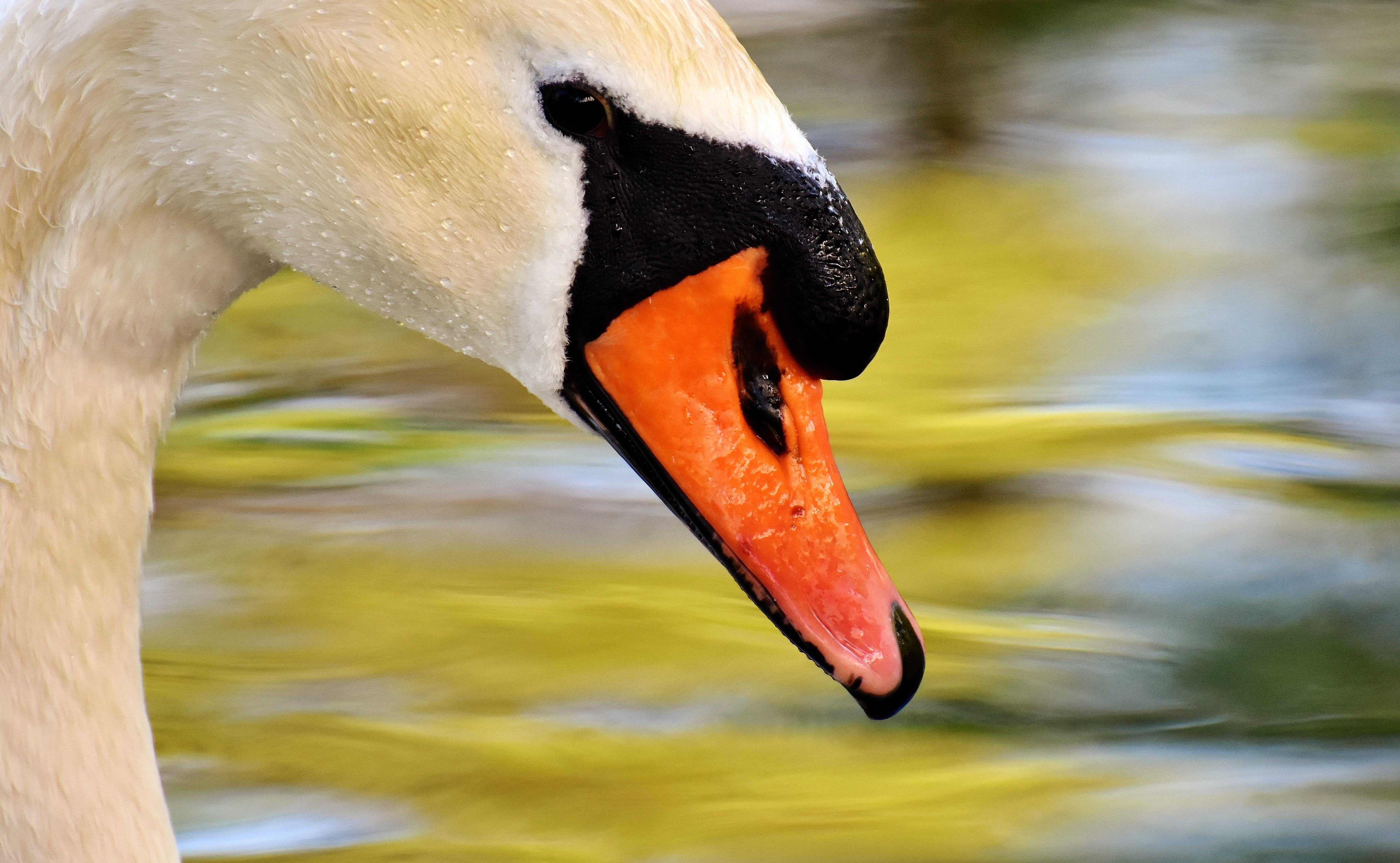 lake, Mute Swan, focus on foreground, animal head, swan, swimming, wildlife photography, outdoors, no people, one animal, animal world, beak, animals in the wild, HD Wallpaper
