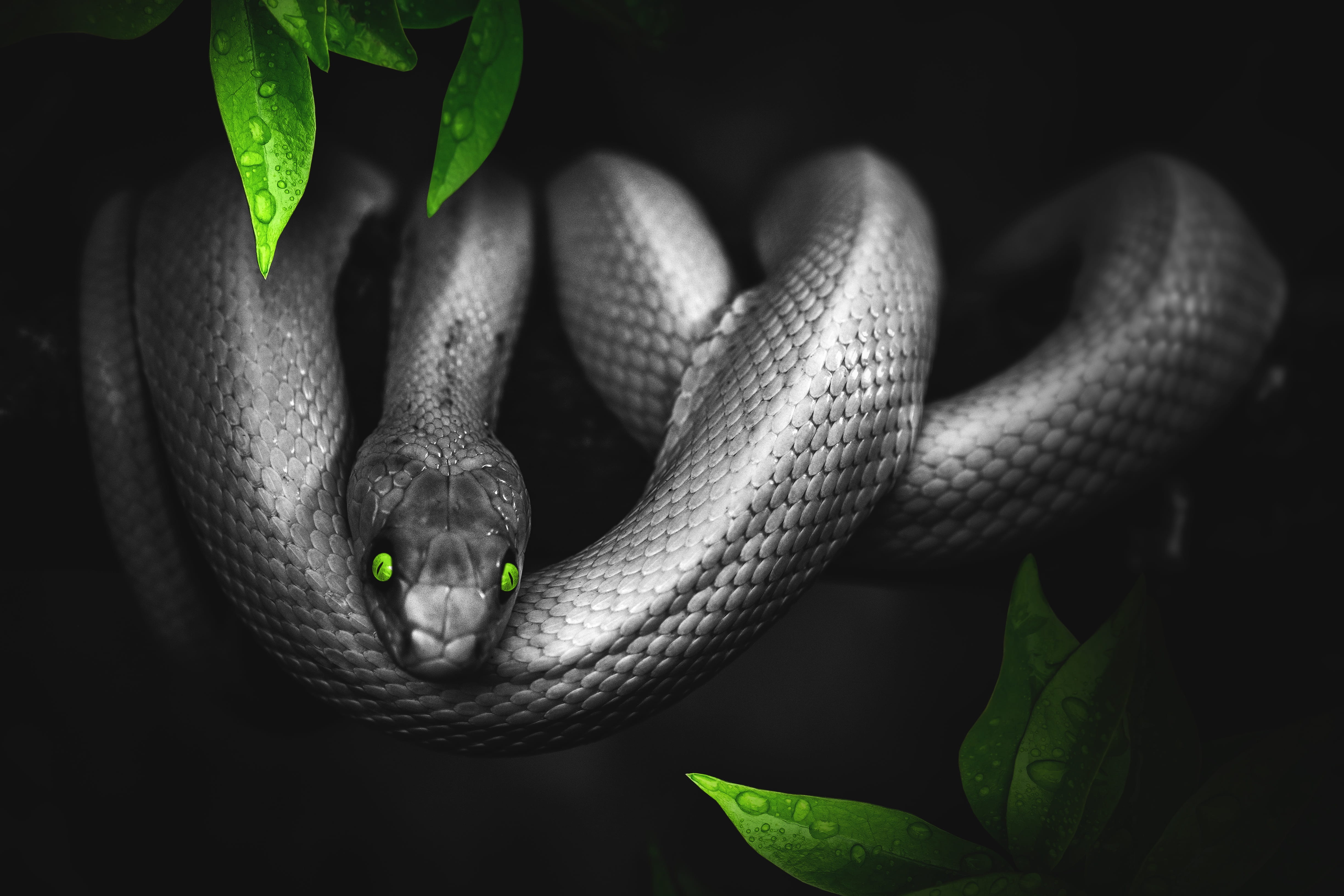 outdoors, one animal, green, animal wildlife, reptile, animal, 4K, beauty in nature, plant part, leaf, scale, poisonous, jungle, nature, zoo, animals in the wild, HD Wallpaper