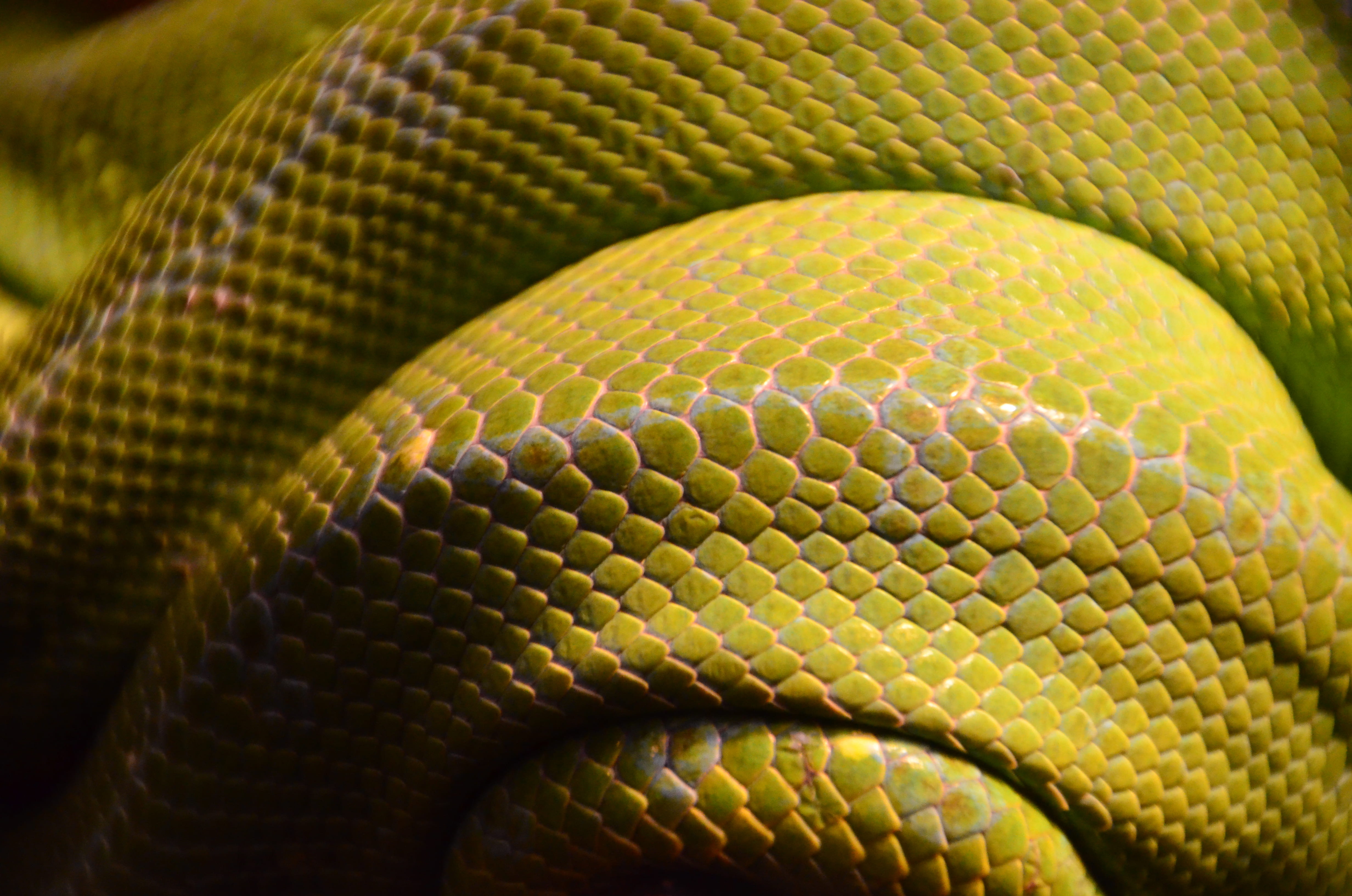 gray, natural pattern, textured, snake, 4K, yellow, animal wildlife, no people, pattern, scales, curled up, day, vertebrate, animals in the wild, animal themes, HD Wallpaper